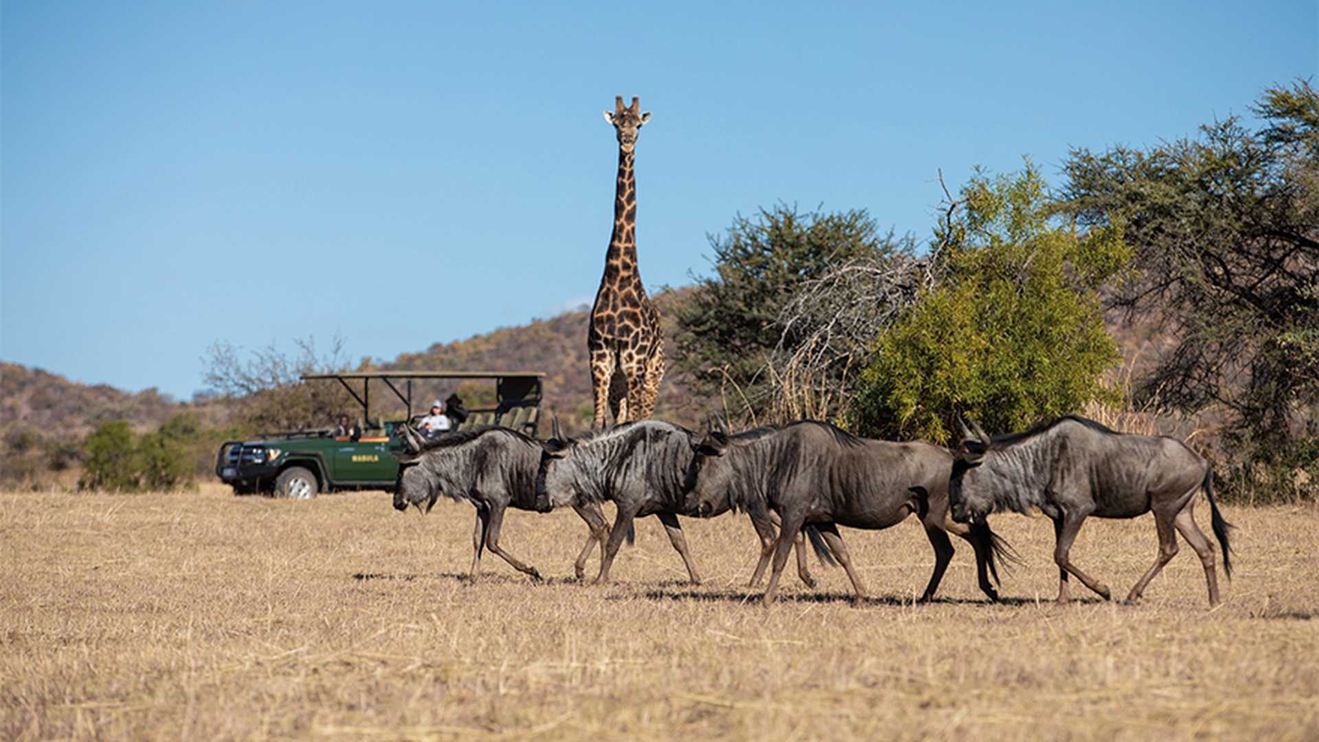 See giraffes and other animals, Mabula Game Reserve