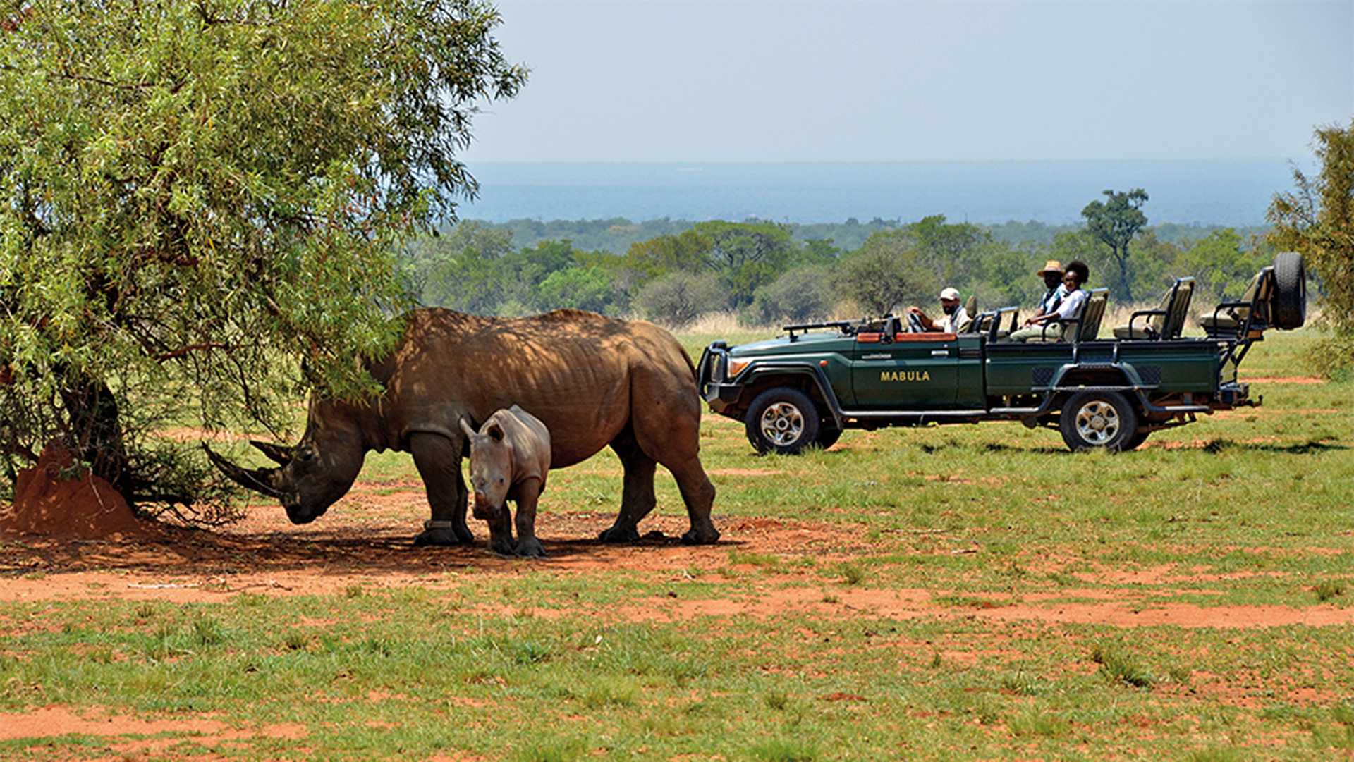 Spot rhinos on a safari, Mabula Game Reserve