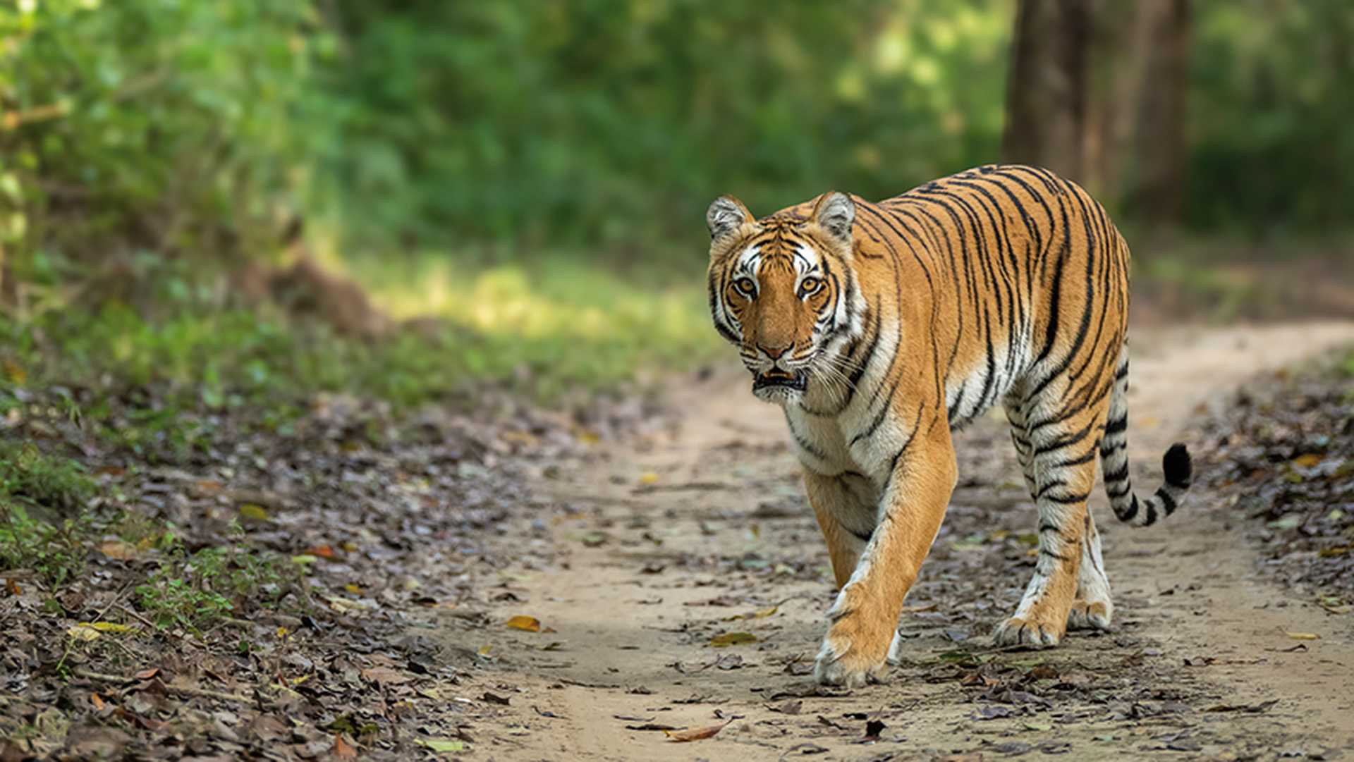 Royal Bengal tiger in Jim Corbett National Park