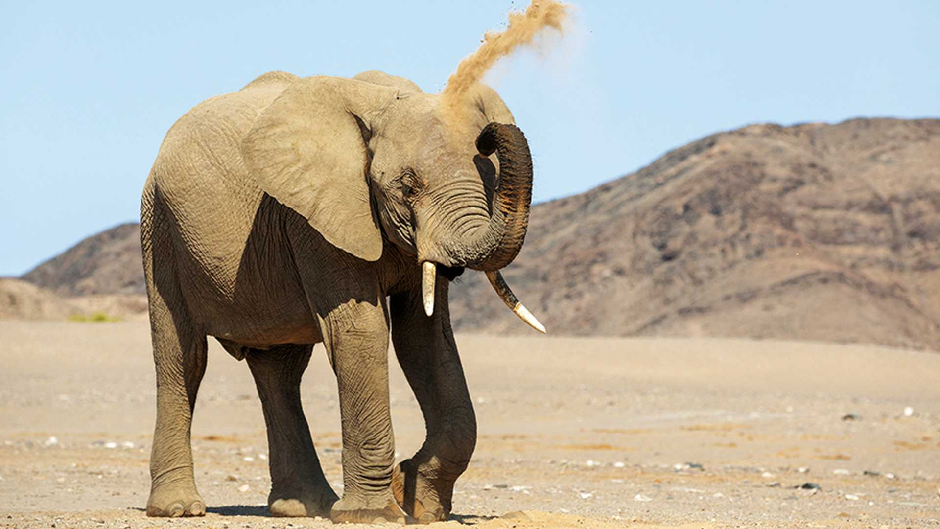 Desert elephant, Damaraland