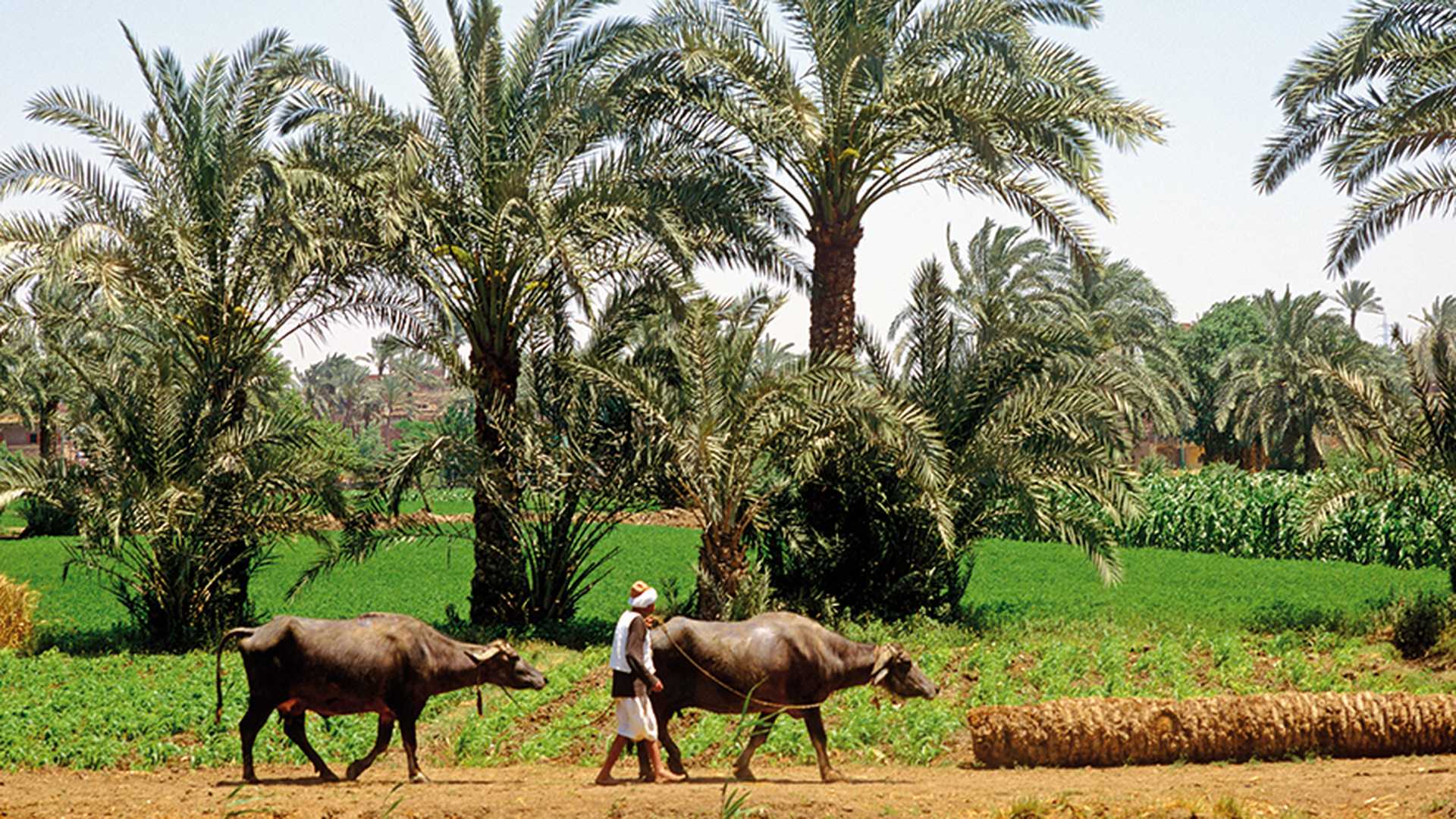 See traditional life on the Nile