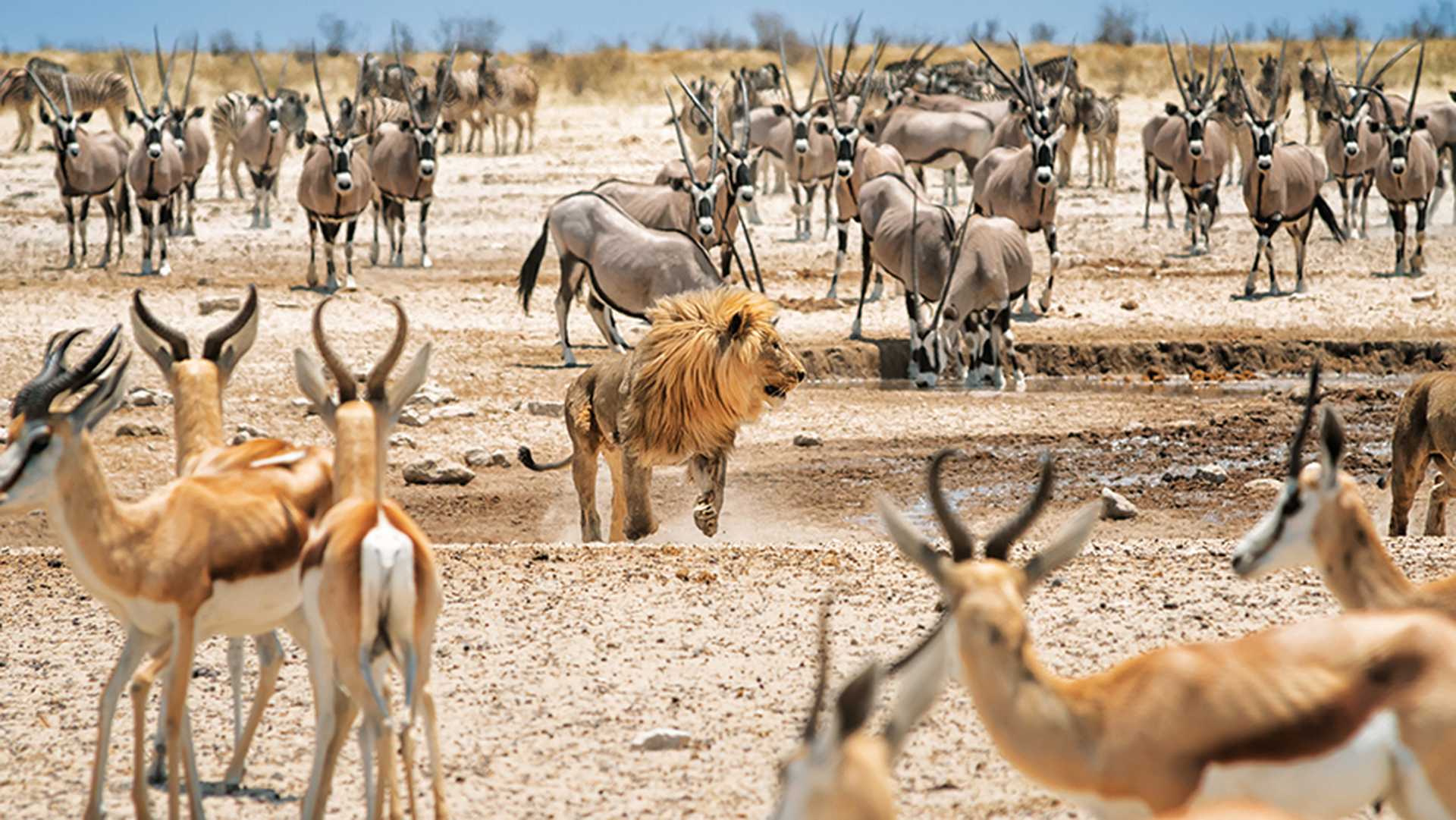 Etosha National park