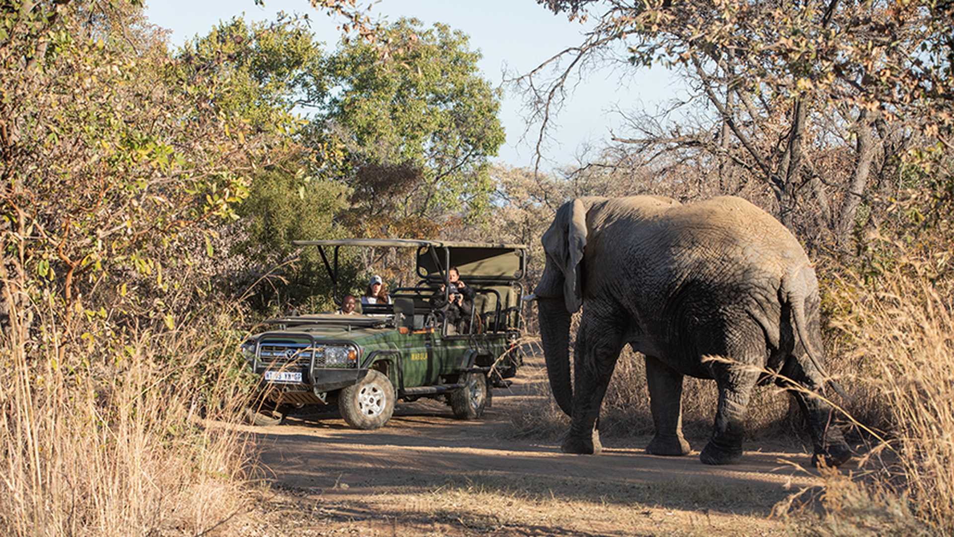 Experience elephants up close, Mabula Game Reserve