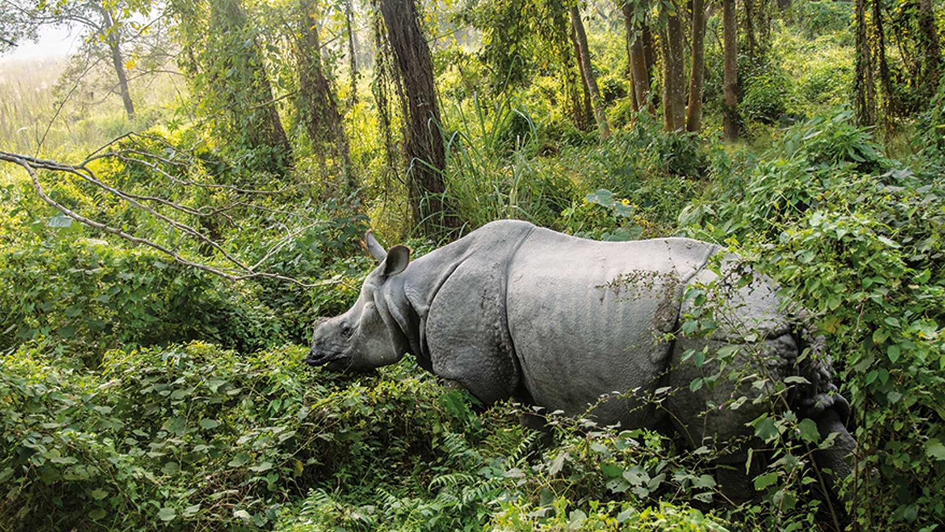 Indian rhinoceros in the Chitwan National Park