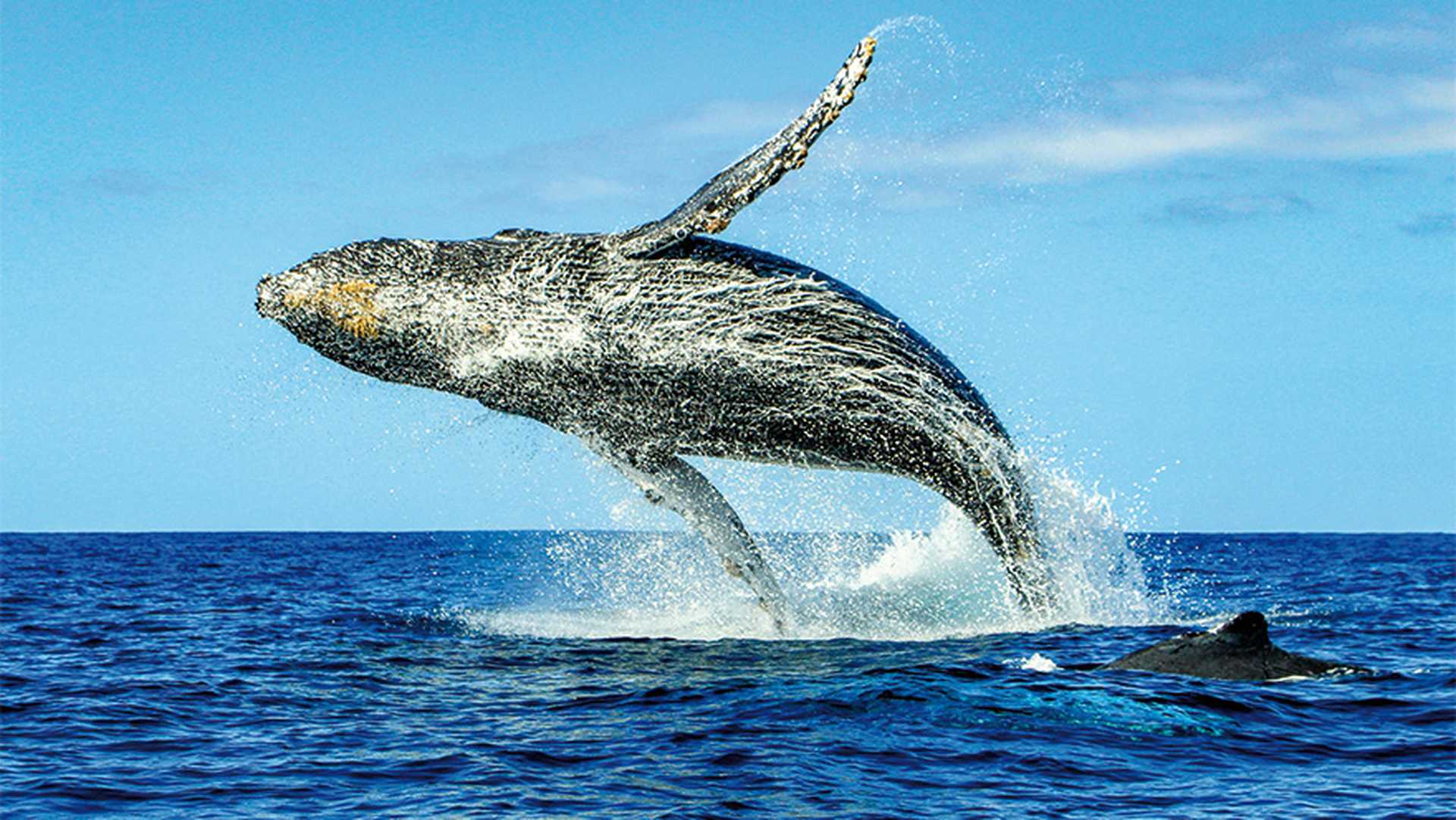 Huge Humpback Whale emerging from waters of Cabo San Lucas, Baja California Sur, Mexico