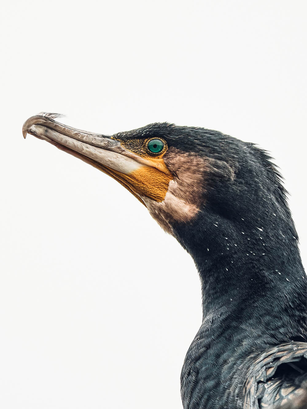 Birding Fotografie