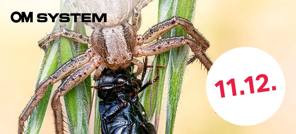 OM System-Makrofotografie in Nürnberg