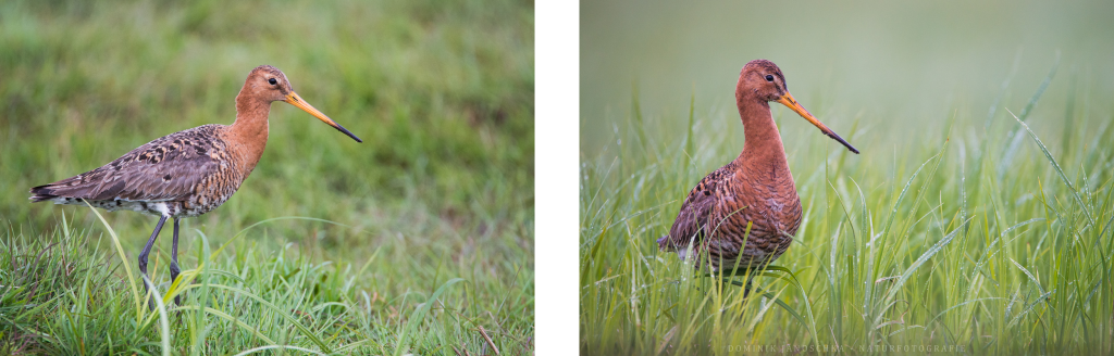 Vogelfotografie