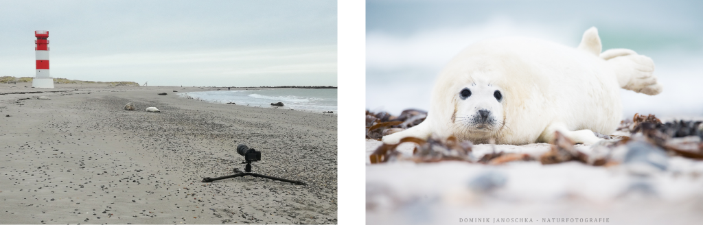 Wilde Tiere Fotografieren Tipps