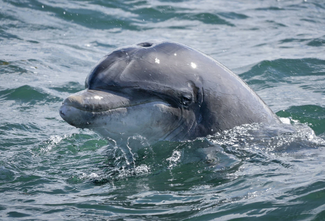 Echte Einstellräder