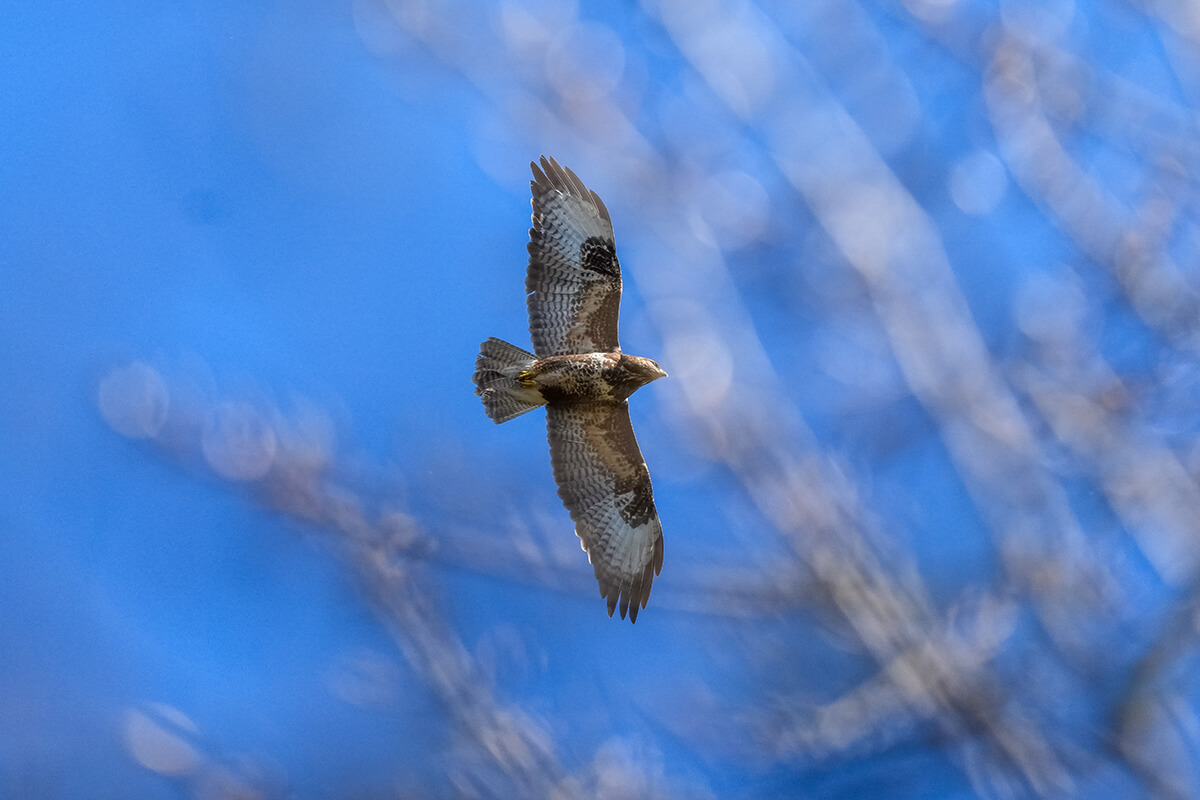 Sony 100-400mm f4.5 G Master OSS Beispielfoto Vogel im Flug