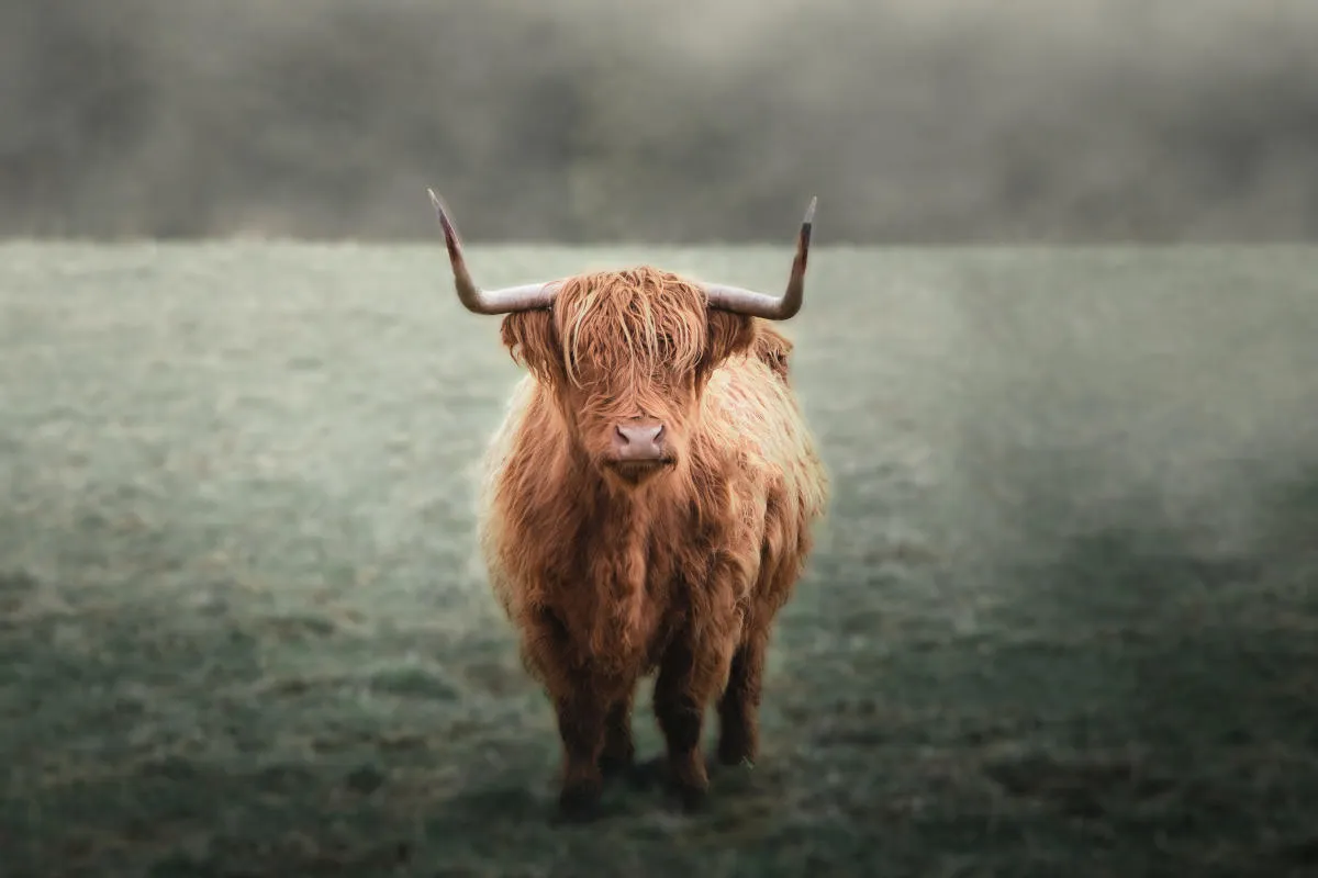 Nikon Objektive für Wildlife