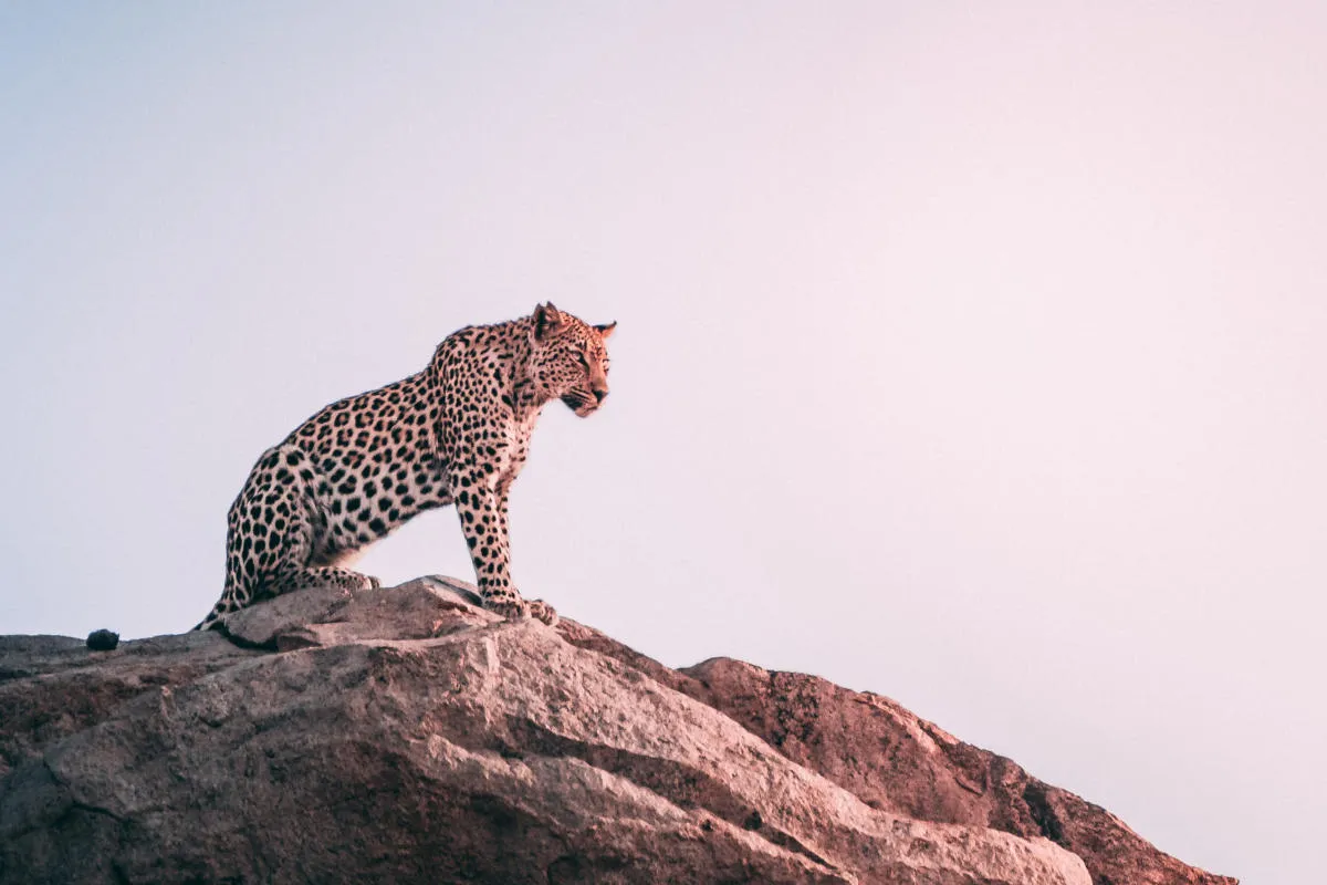 Sony Objektive für Wildlife