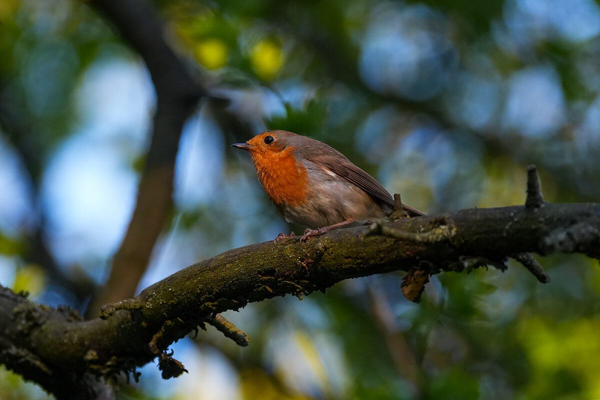 Sony Alpha 7R VI Testfoto Vogelerkennung