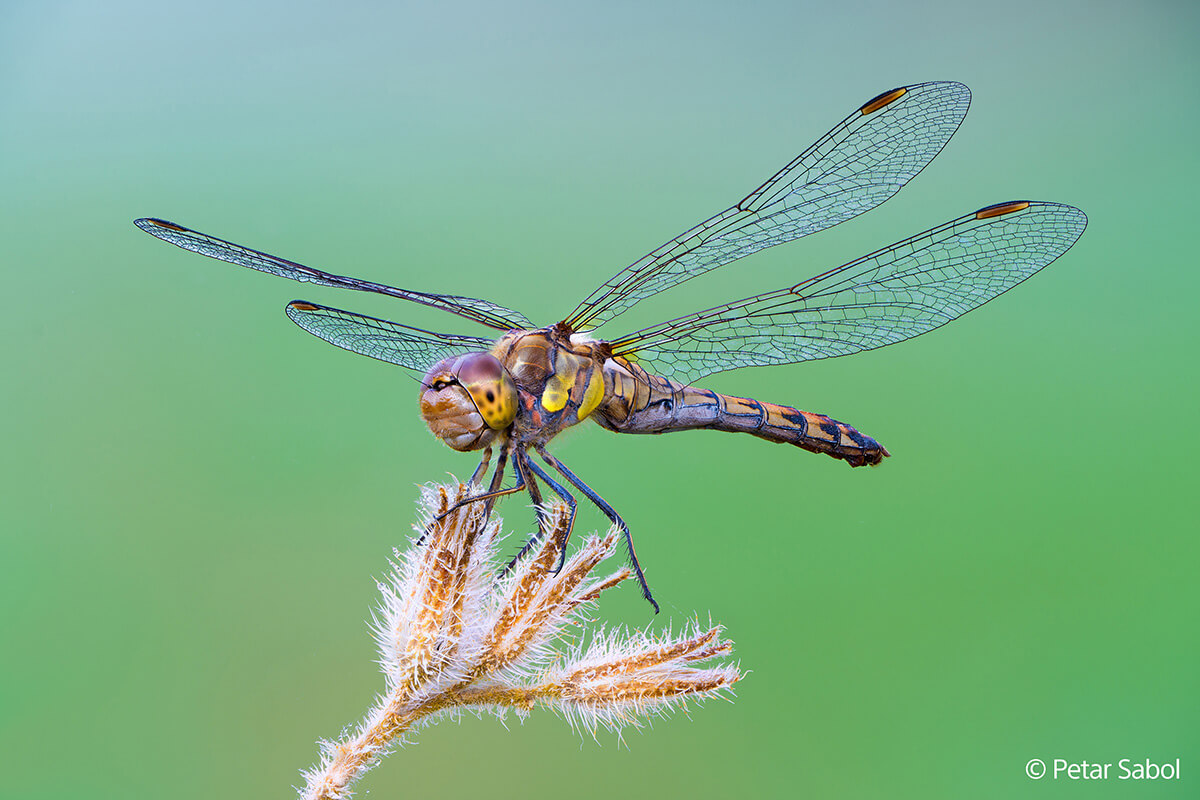 Sony FE 100mm f2.8 G Master Macro libelle
