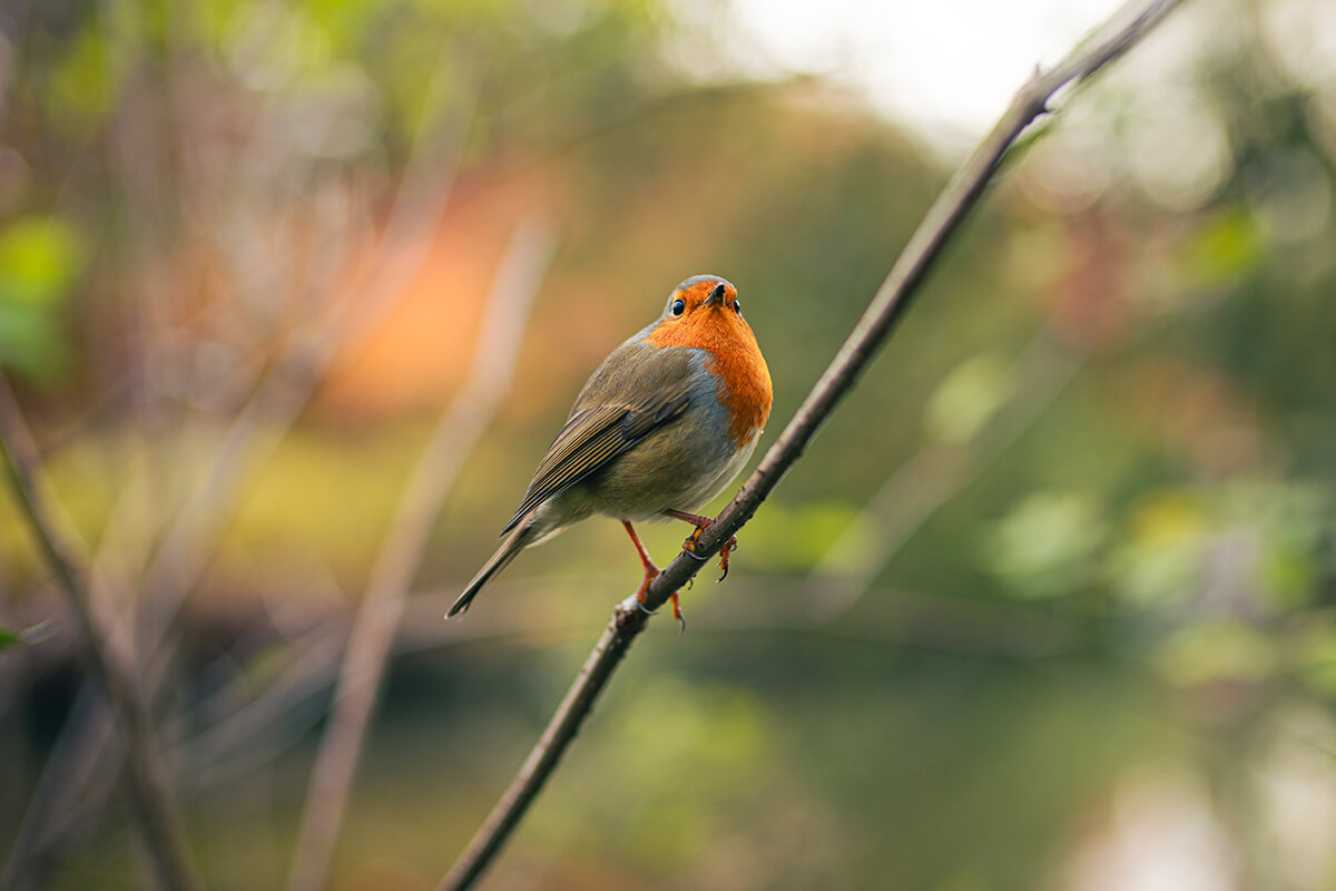 Canon 45mm f1.4 - Testaufnahme Tier Vogel