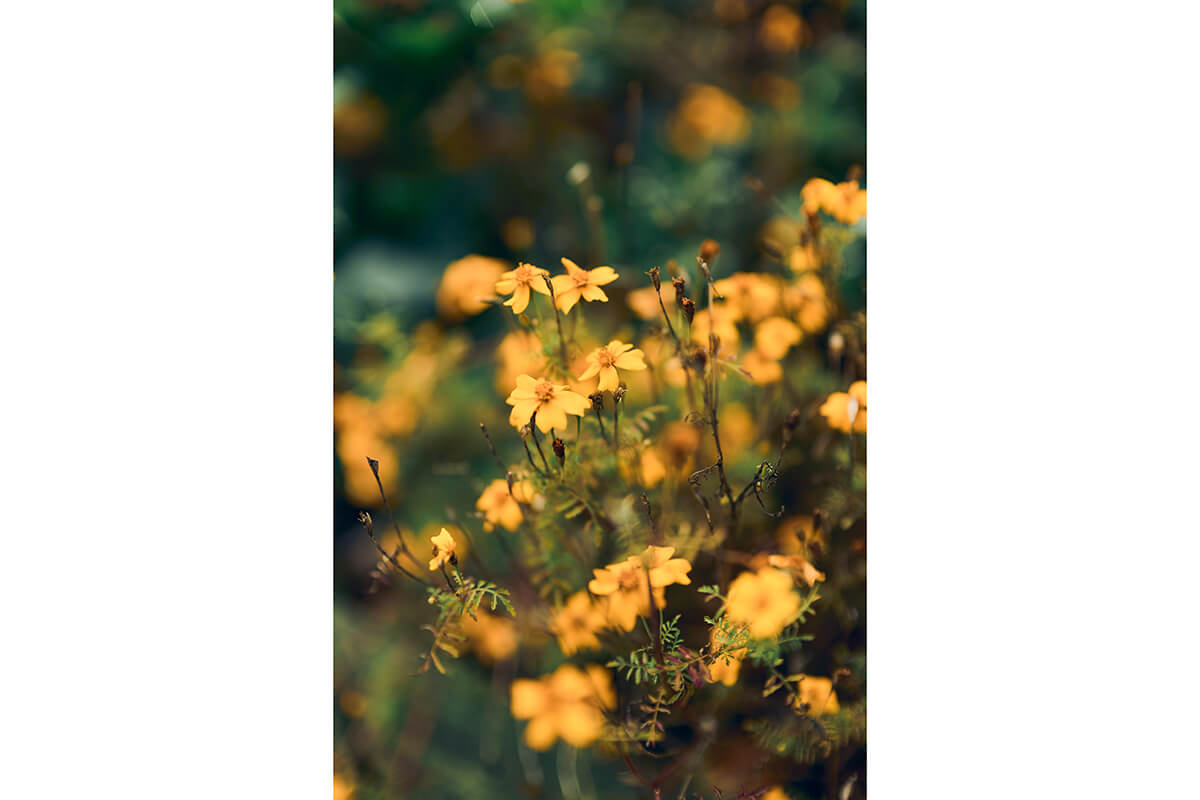 Canon 45mm f1.4 - Testaufnahme Nahaufnahme