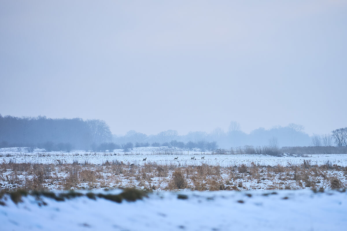 Tamron 35-100mm f2.8 Beispielbilder Wildlife