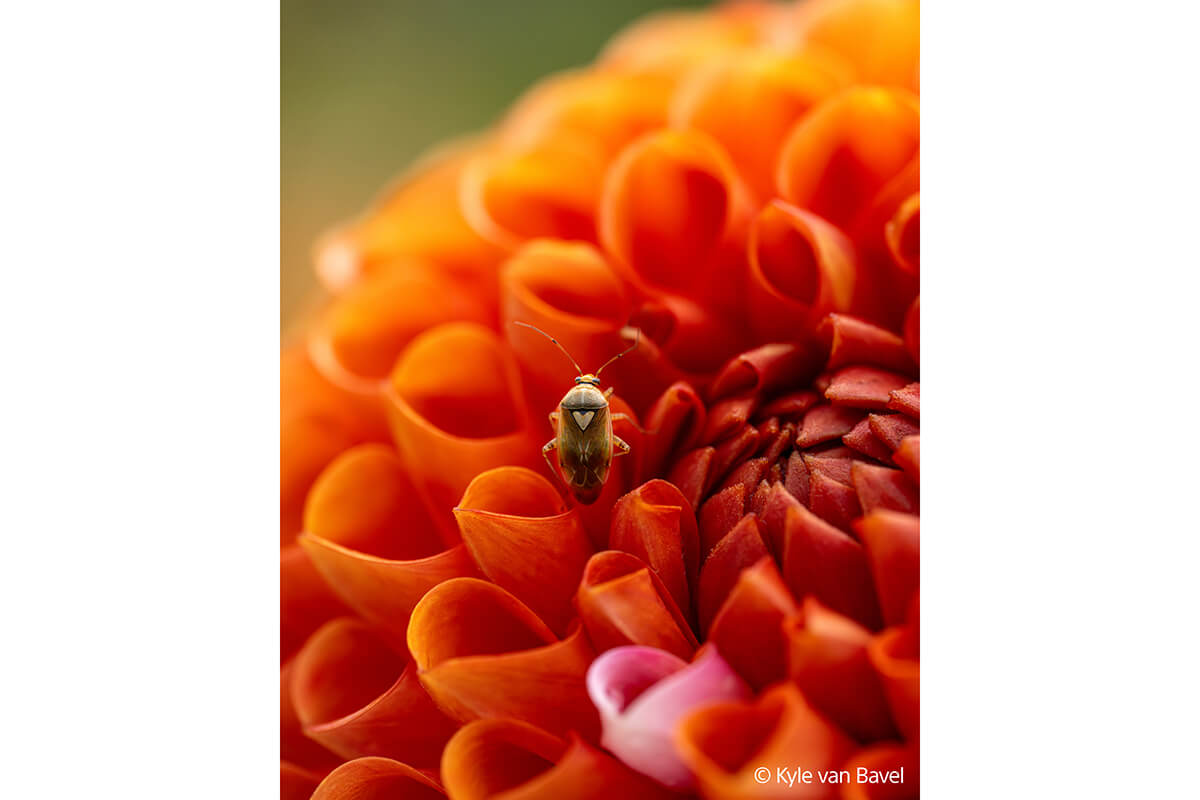 Sony FE 100mm f2.8 G Master Macro Beispiel