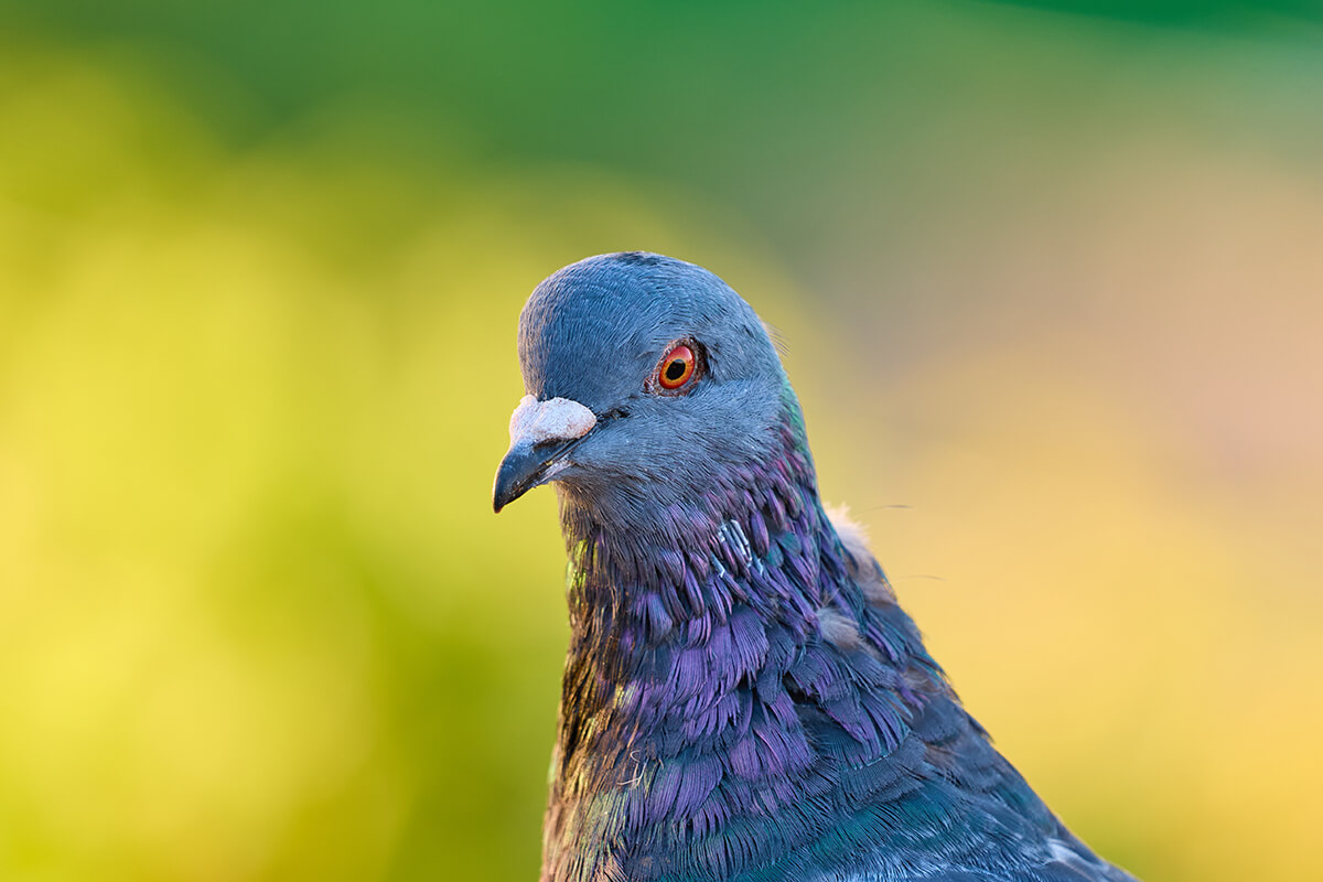 Panasonic 100-500mm Beispielbild Taube 500mm