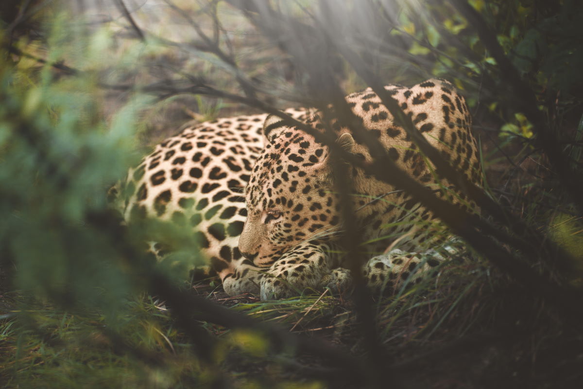 Wildlife Fotografie in Südafrika mit Fotograf Sasan Amir