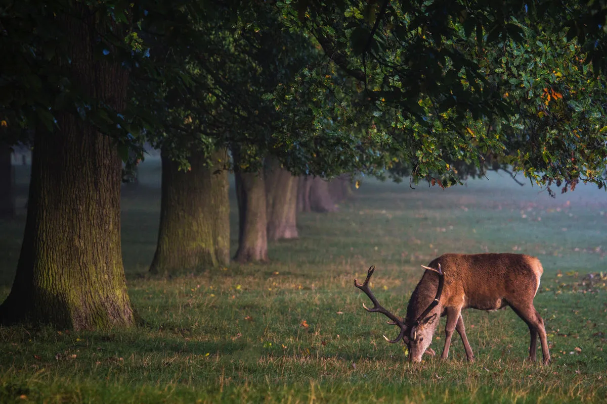 MFT-Objektive für Wildlife