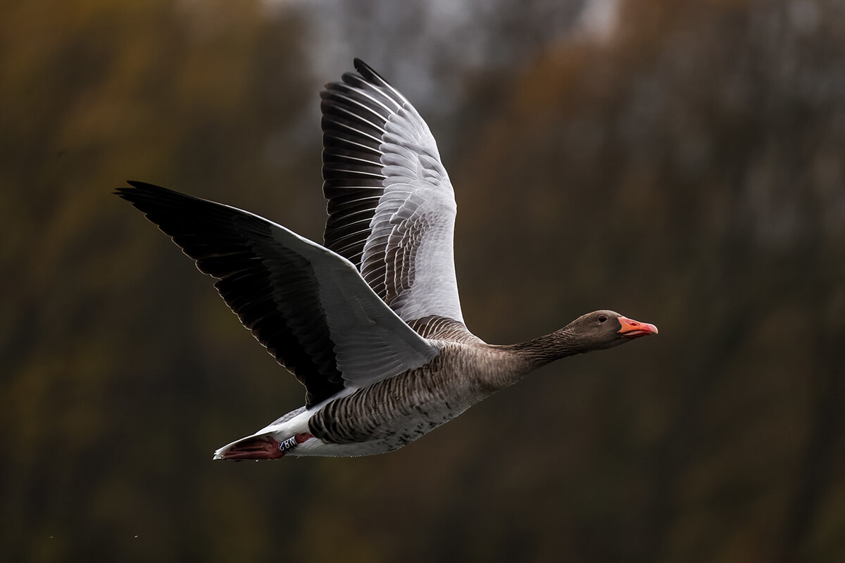 Canon EOS R6 Mark III Tier Action