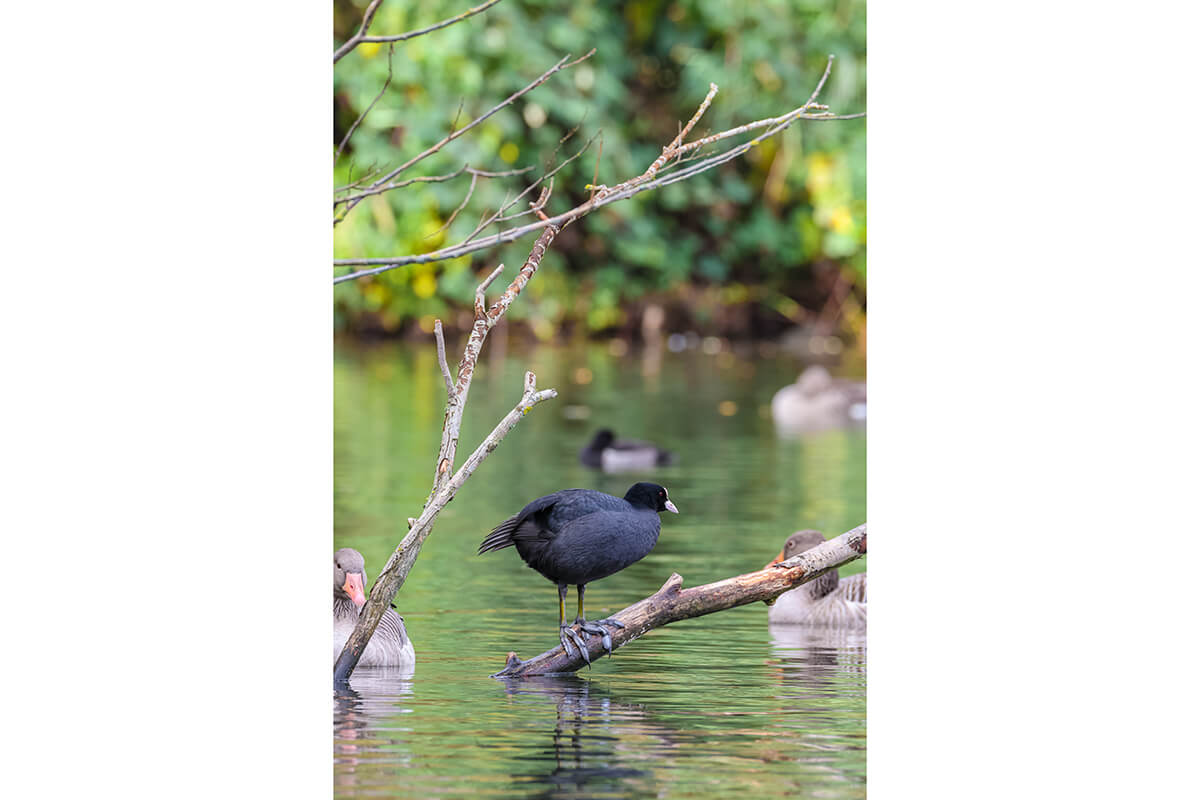 Canon EOS R6 Mark III Tiere