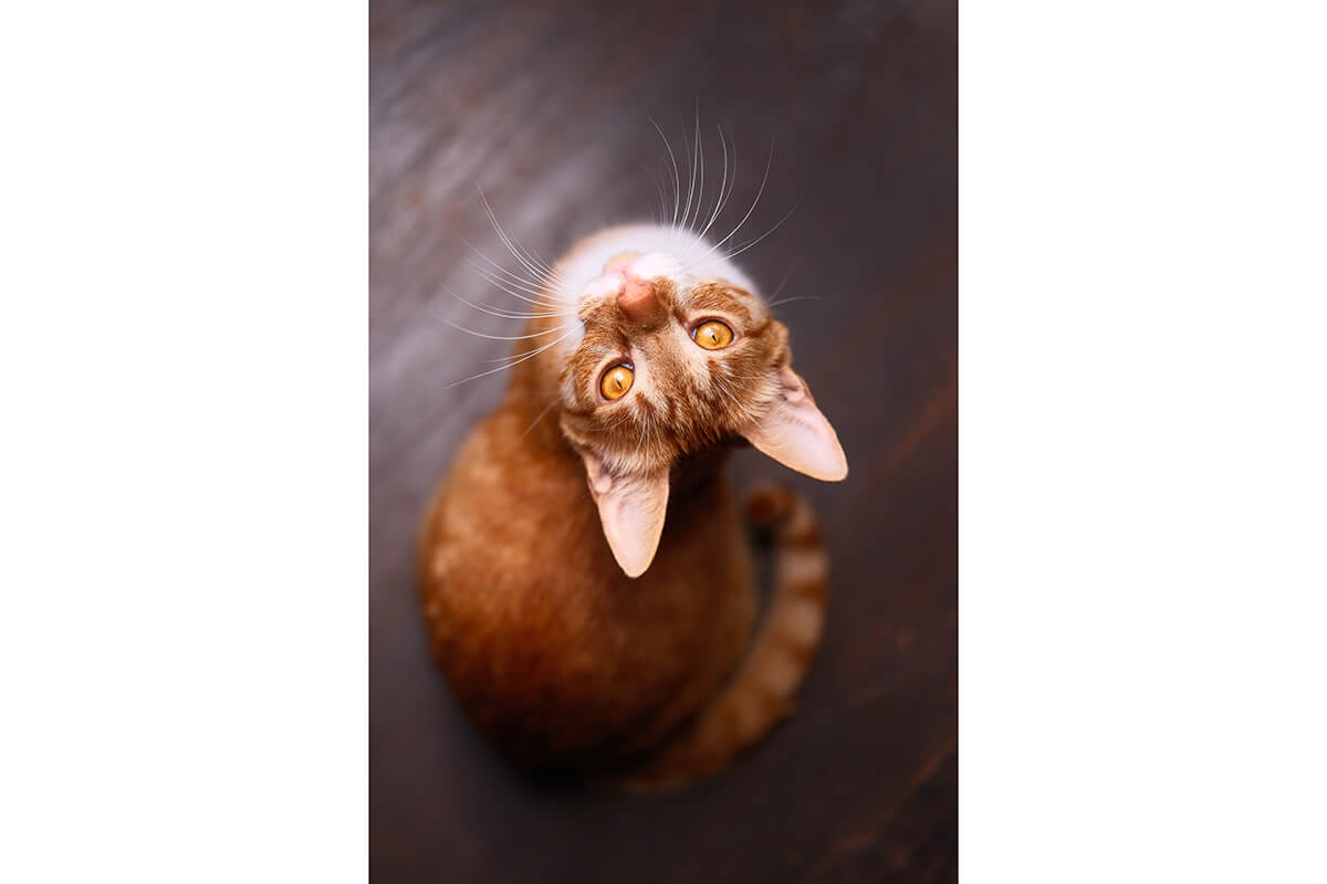 Fujifilm X-T30 III Beispielbild Katze