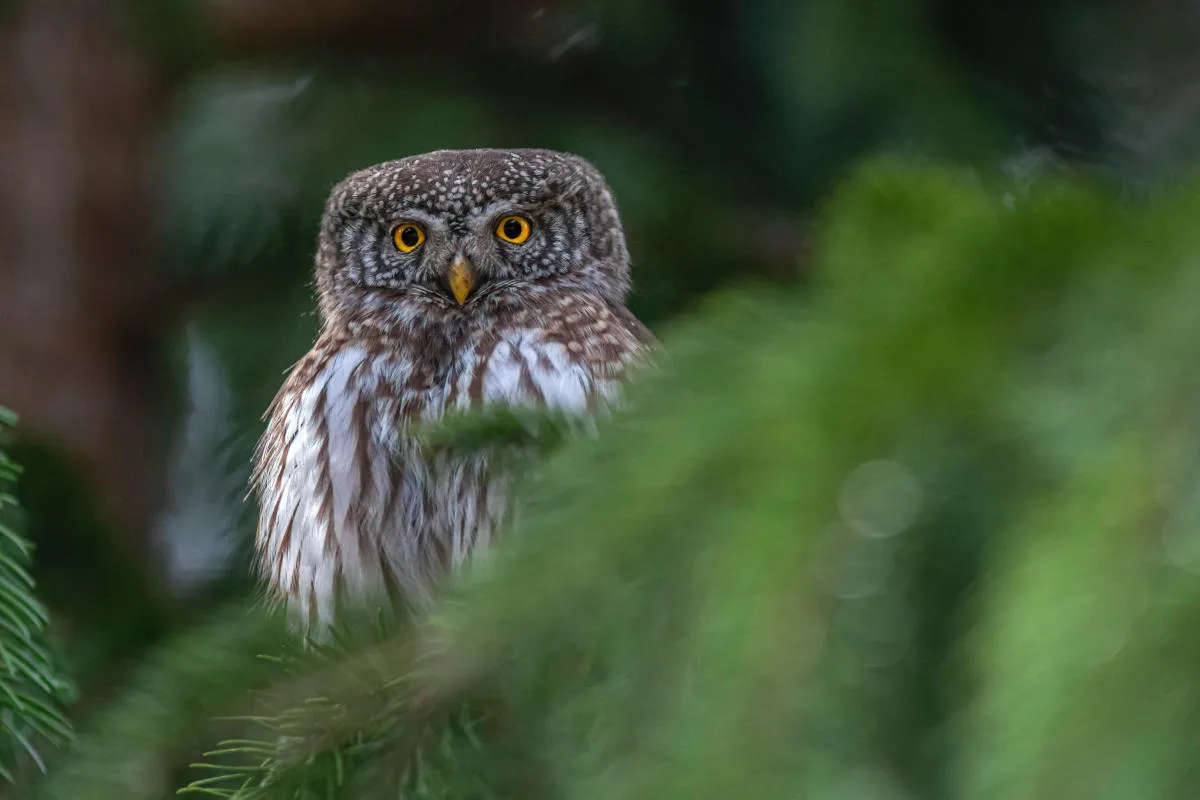 Fujifilm Objektive für Wildlife