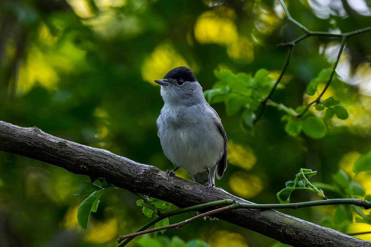 Sony 100-400mm f4.5 G Master OSS Beispielfoto Birding
