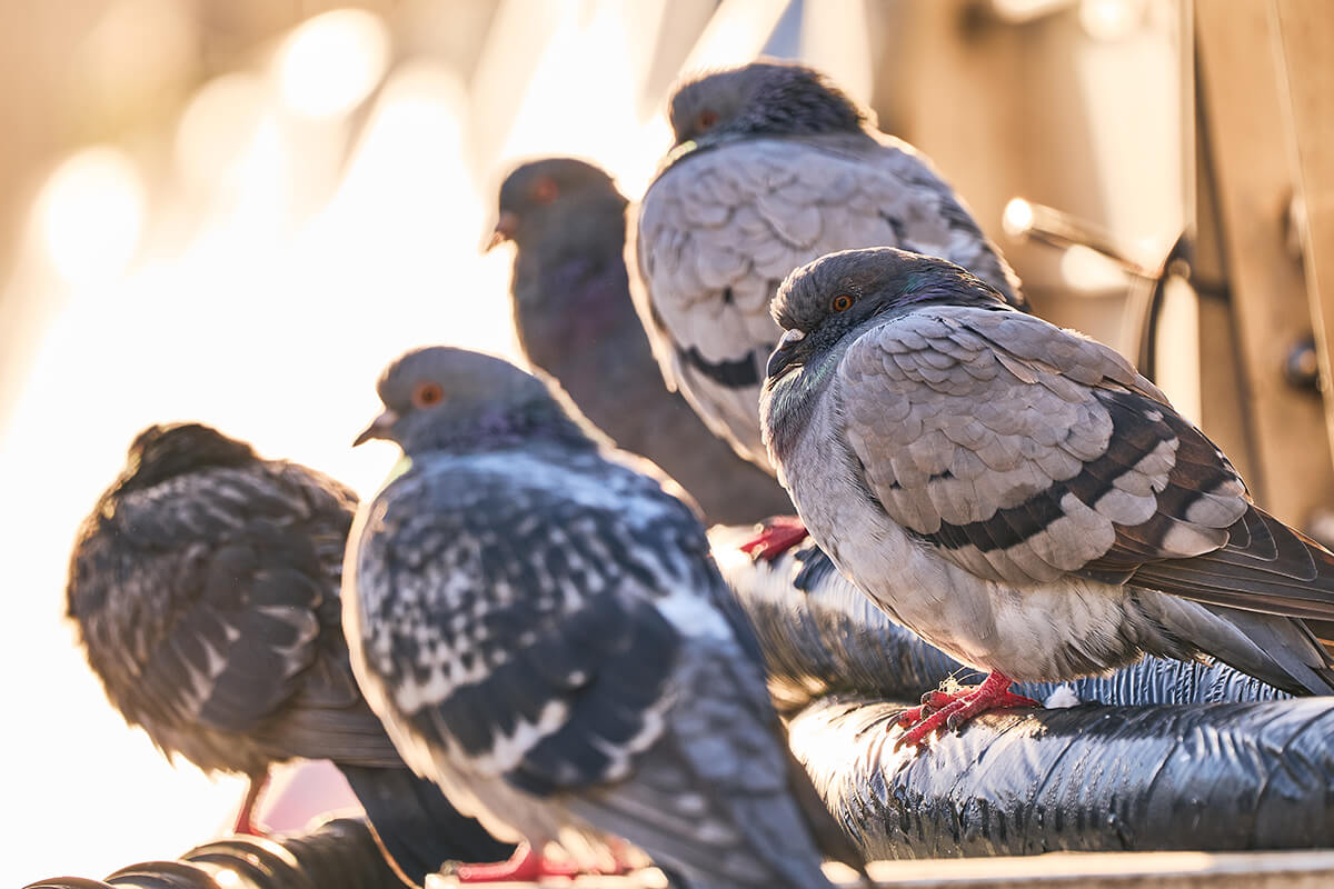 Panasonic 100-500mm Beispielbild Tiere 500mm