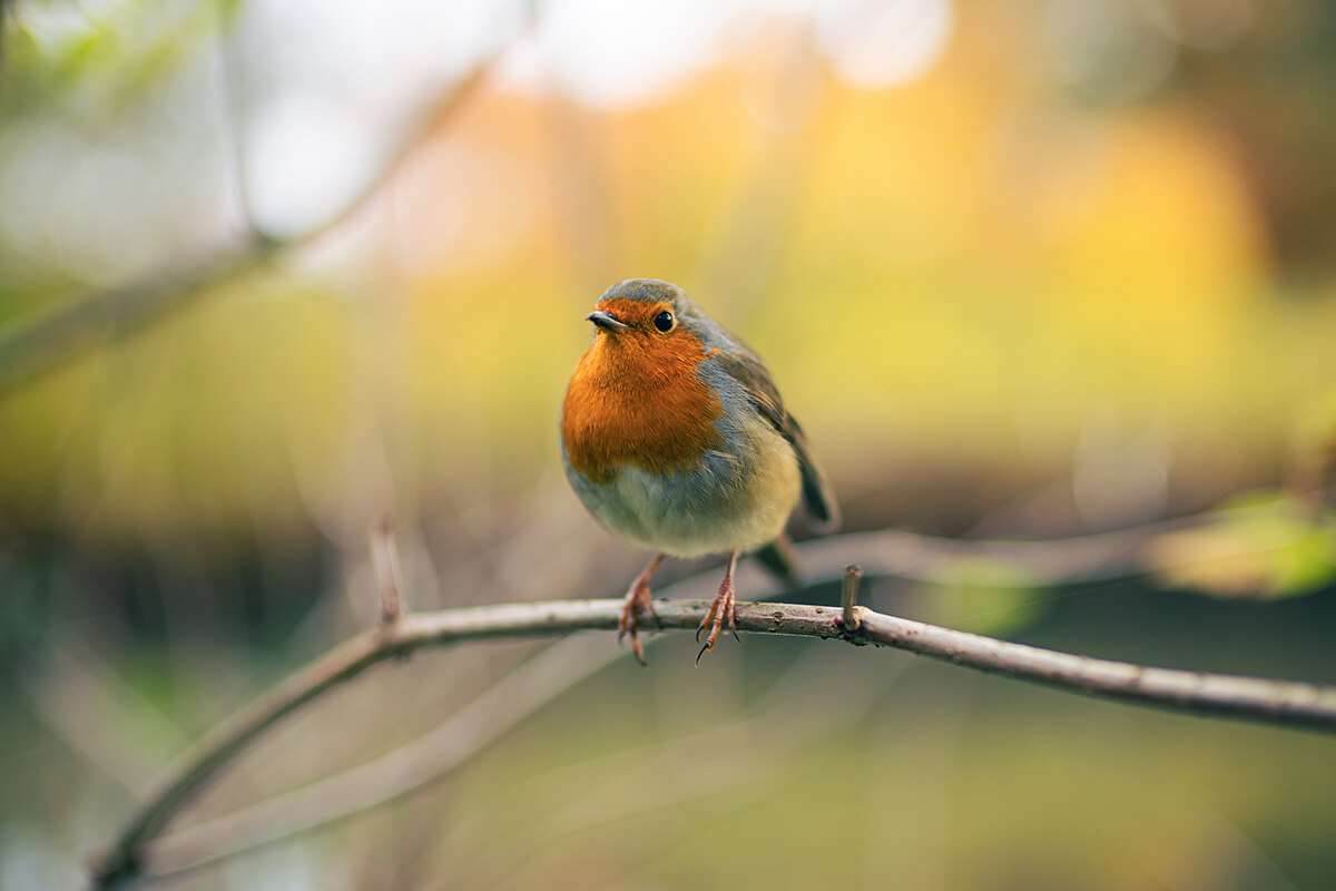 Canon 45mm f1.4 - naheinstellgrenze 45cm