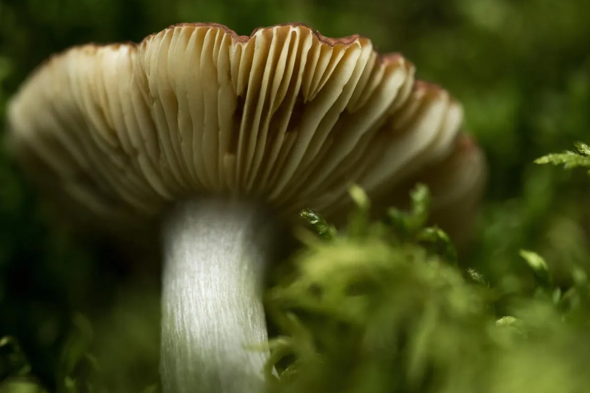 Nikon Objektive für Macro