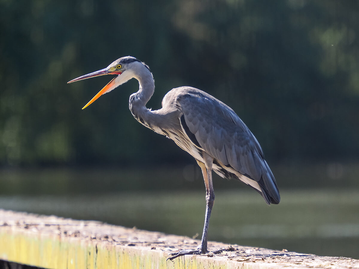 Beispielfoto M.Zuiko 50–200 mm f2.8 IS PRO