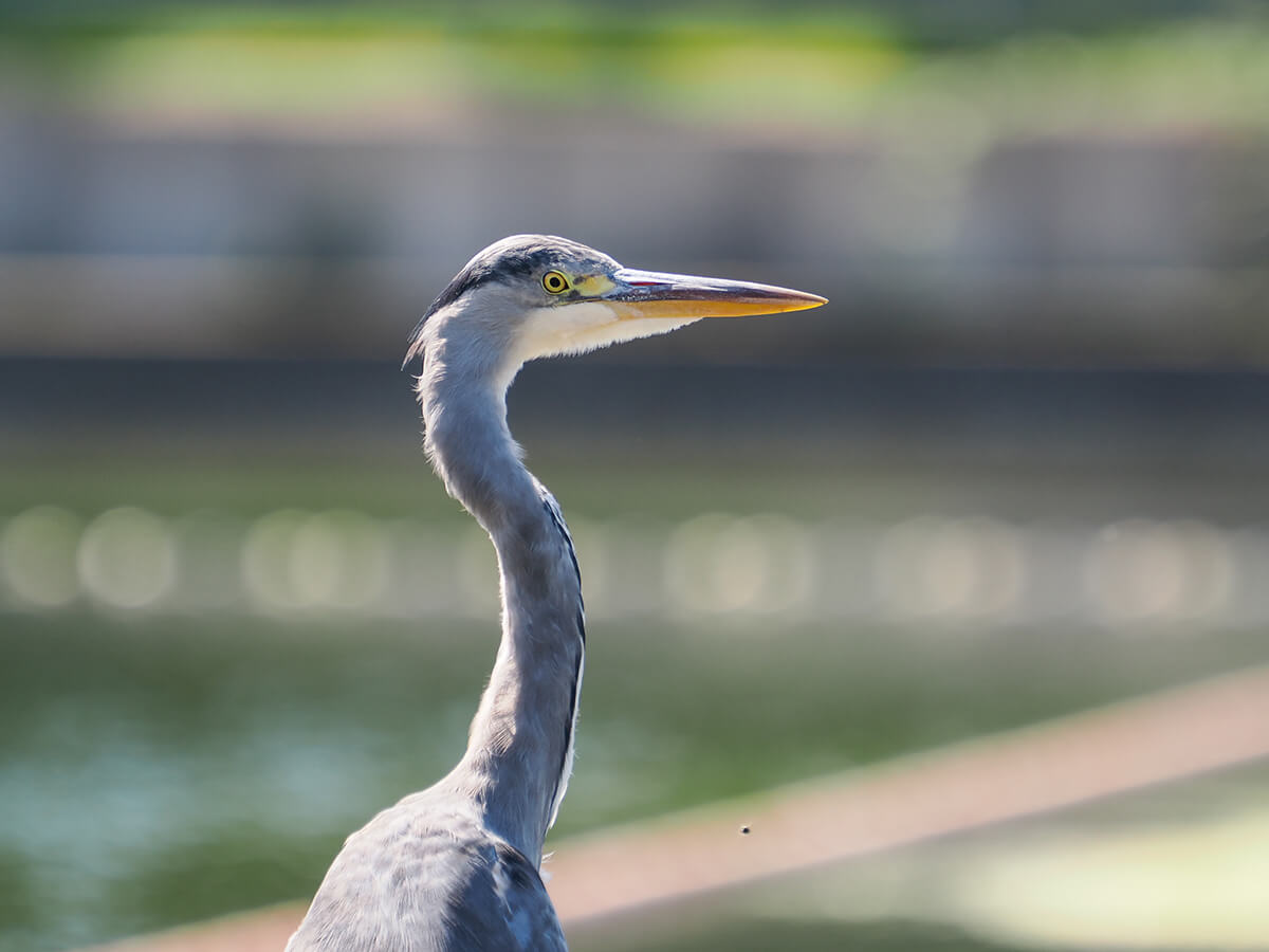 Beispielfoto M.Zuiko 50–200 mm f2.8 IS PRO