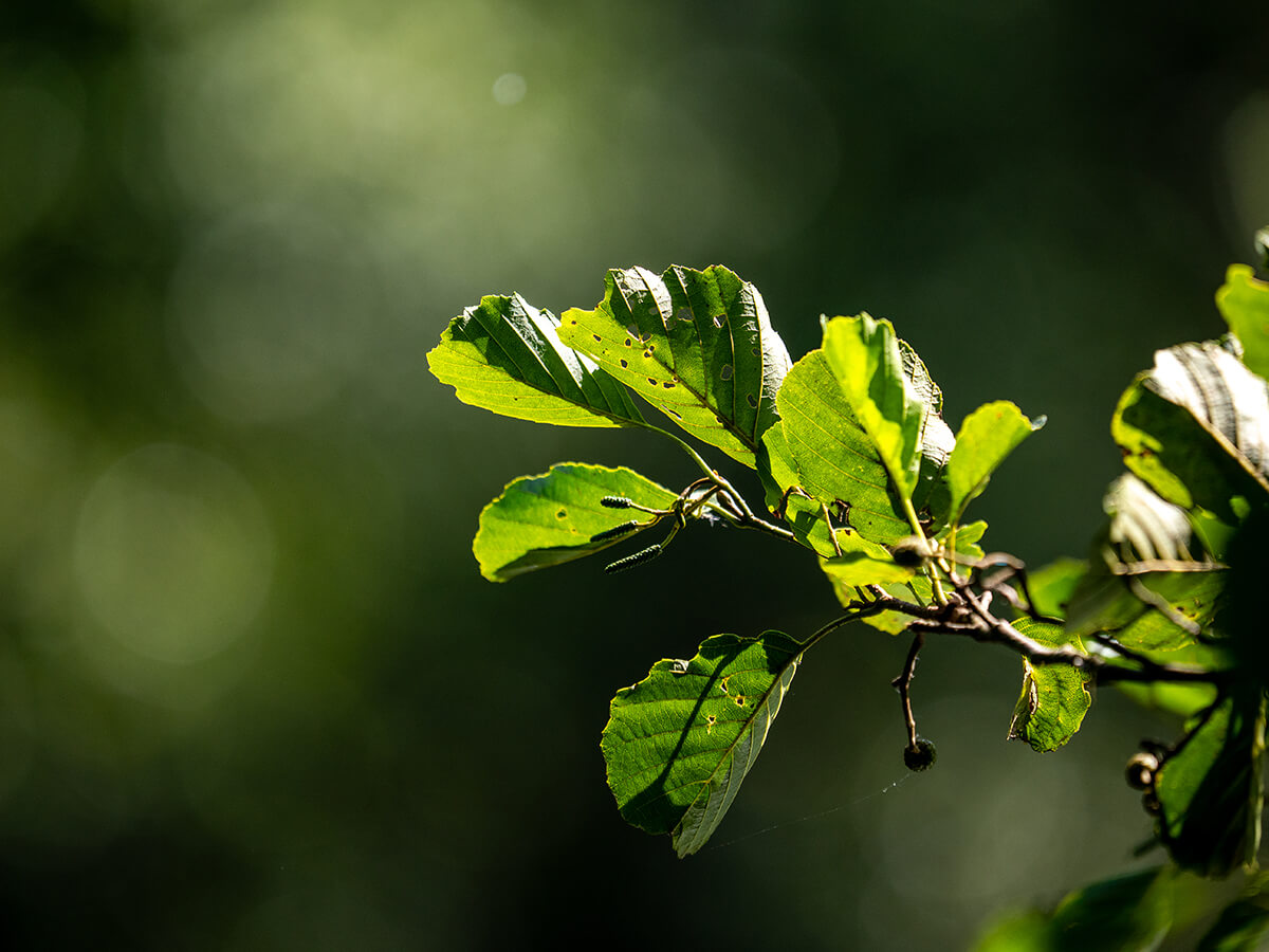 Beispielfoto M.Zuiko 50–200 mm f2.8 IS PRO