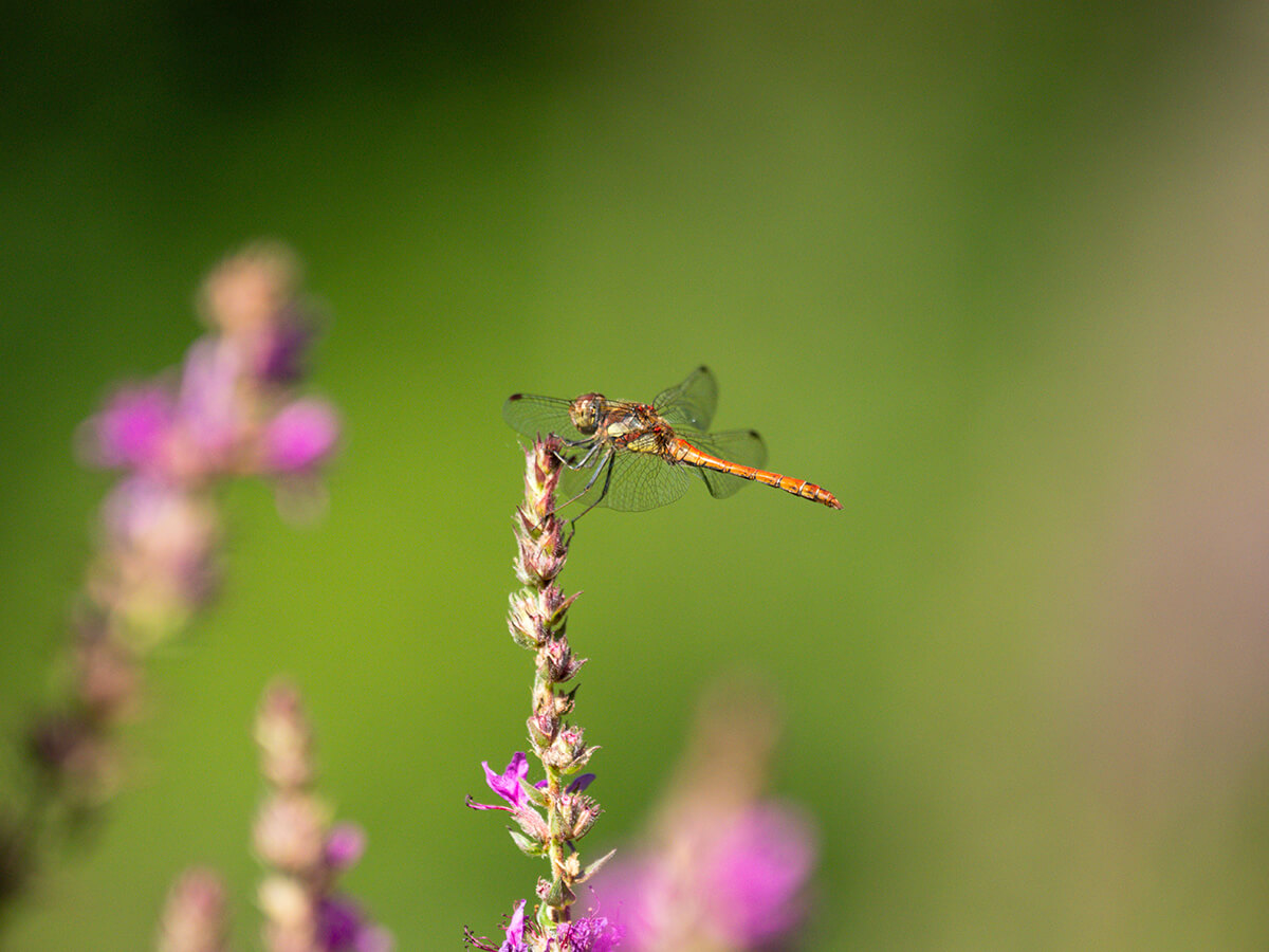 Beispielfoto M.Zuiko 50–200 mm f2.8 IS PRO
