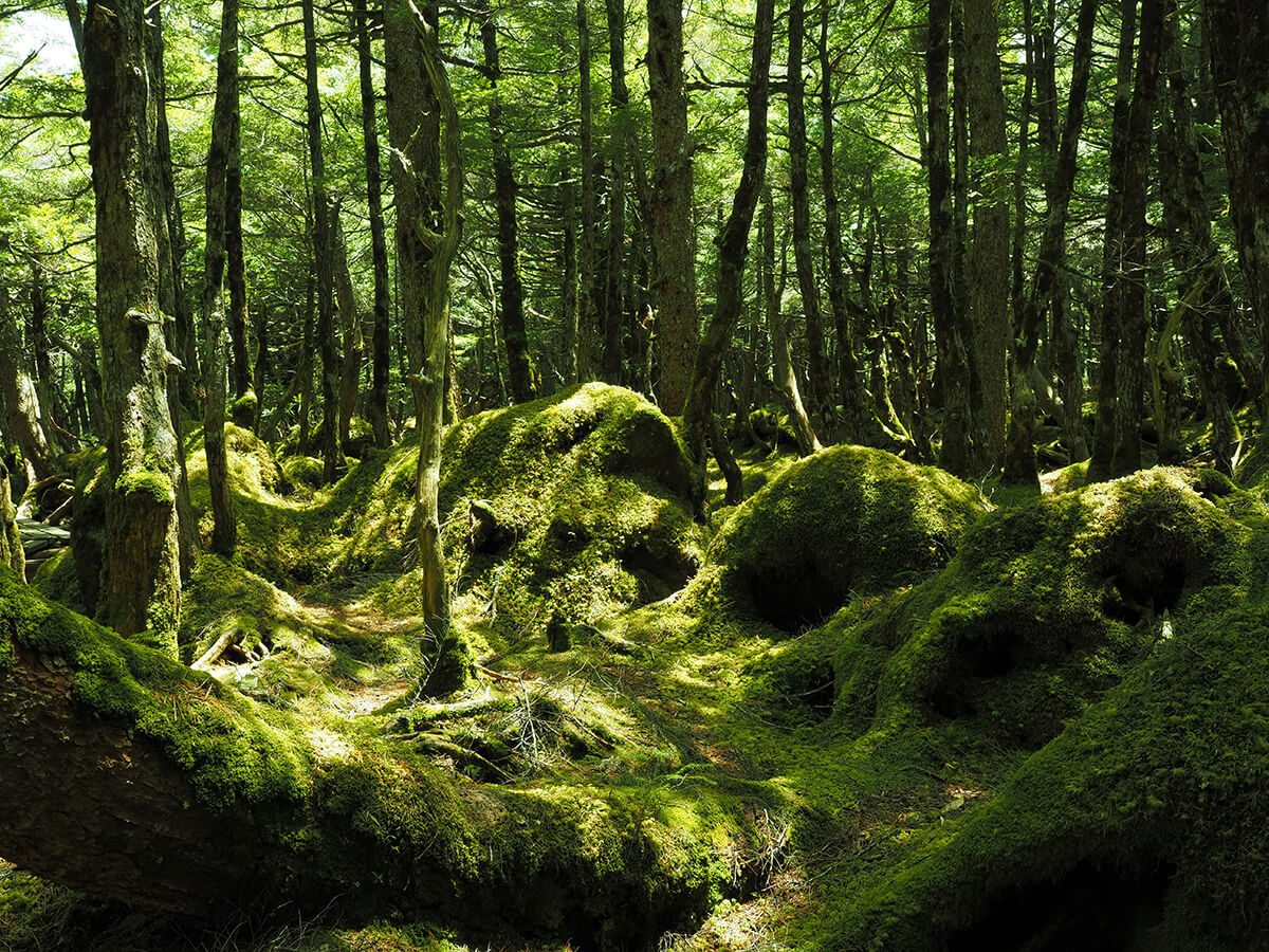 OM System OM-5 Mark II Beispielbild Natur