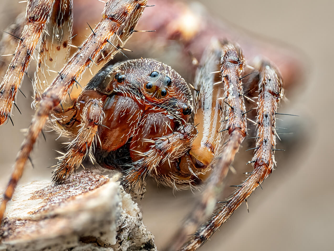 Makrofotografie OM System mit Florian Dzula