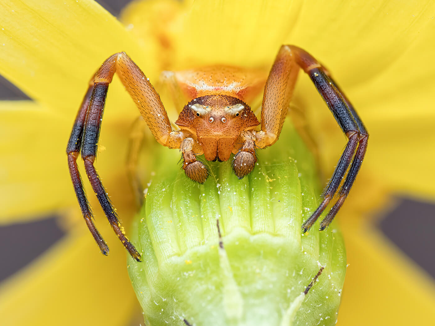 Ist OM System am besten für Makrofotografie?