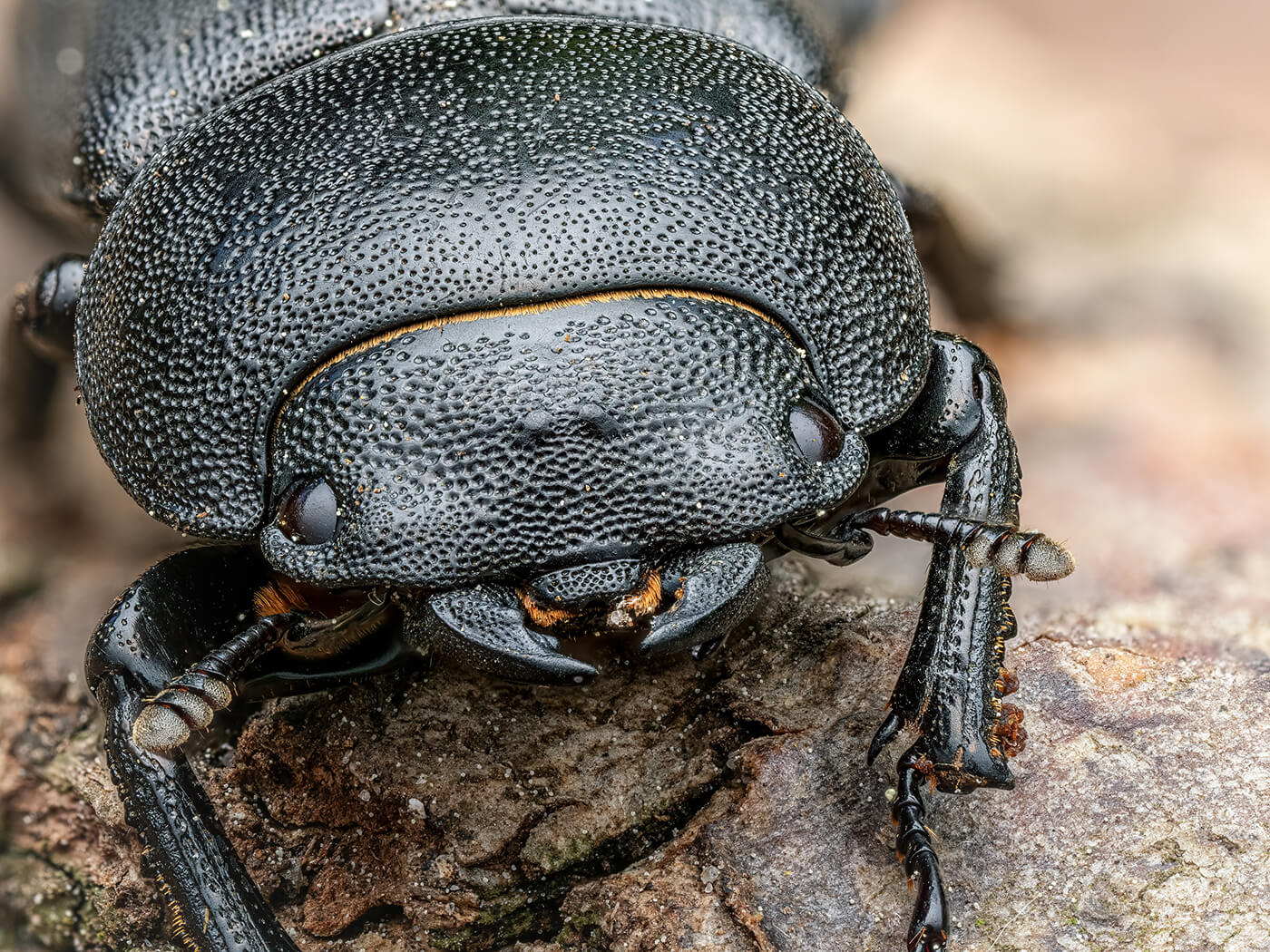 Insekten Makro Fotografie