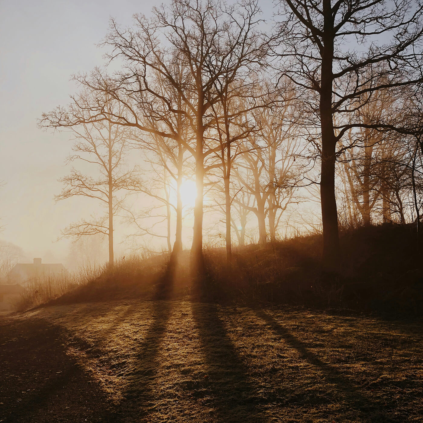 Goldene Lichtstimmung im Winter