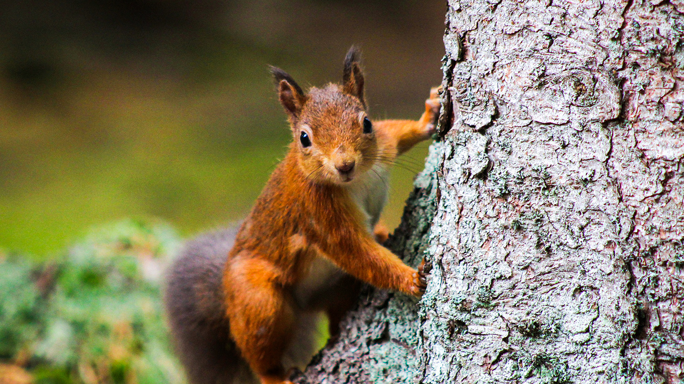 Wildlifefotografie Zubehör