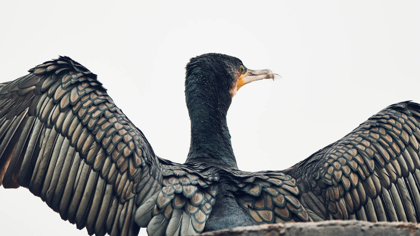Birding im Trend