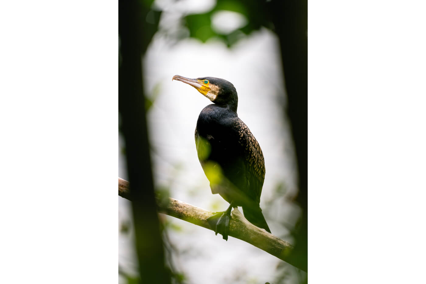 Sony 400mm f4,5 GM OSS Beispielfoto Wilflife Bird