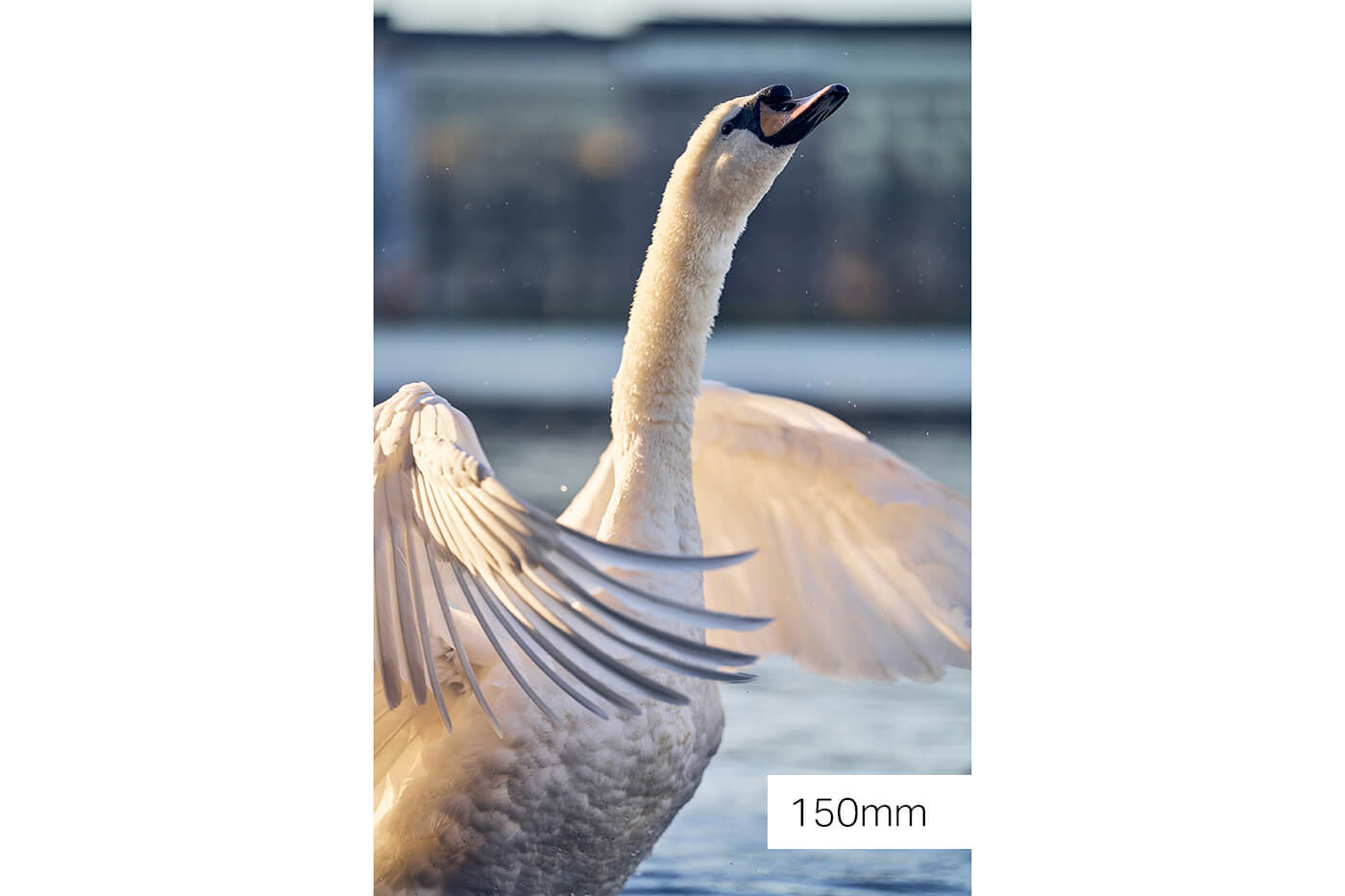 Sony FE 50-150 mm f2 Schwan mit 150mm Offenblende
