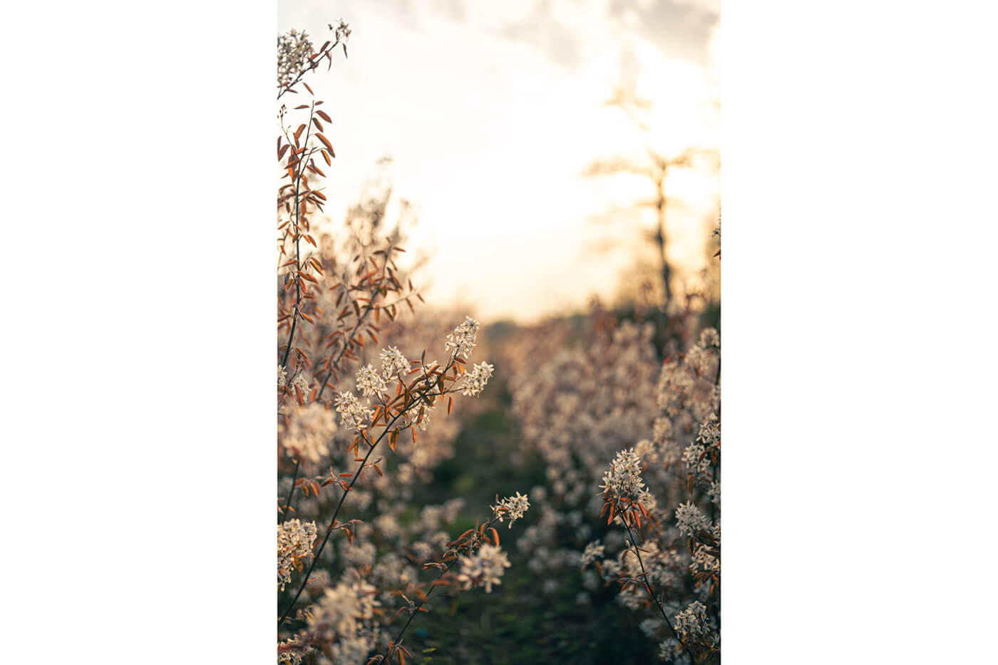 Viltrox 55mm f1.8 EVO - Testaufnahme Gegenlicht