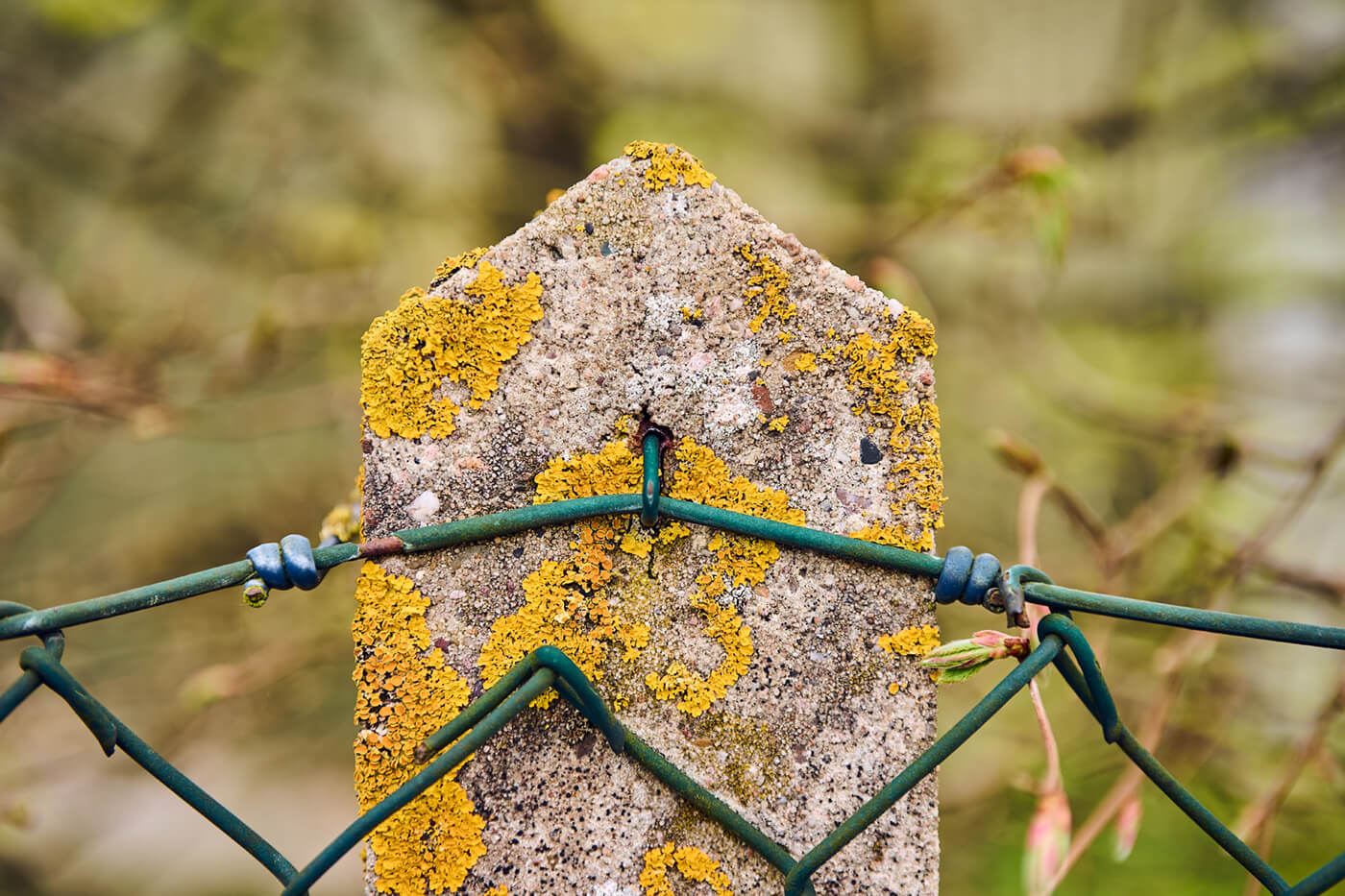 Viltrox 55mm f1.8 EVO - Schärfe Nahaufnahme