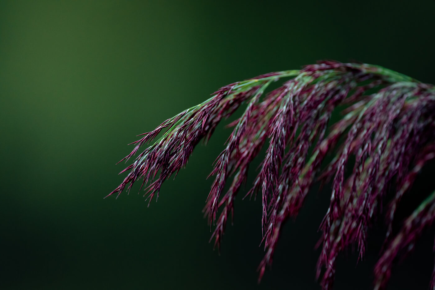 Sony 600mm f6,3 GM OSS Beispielfoto Detail